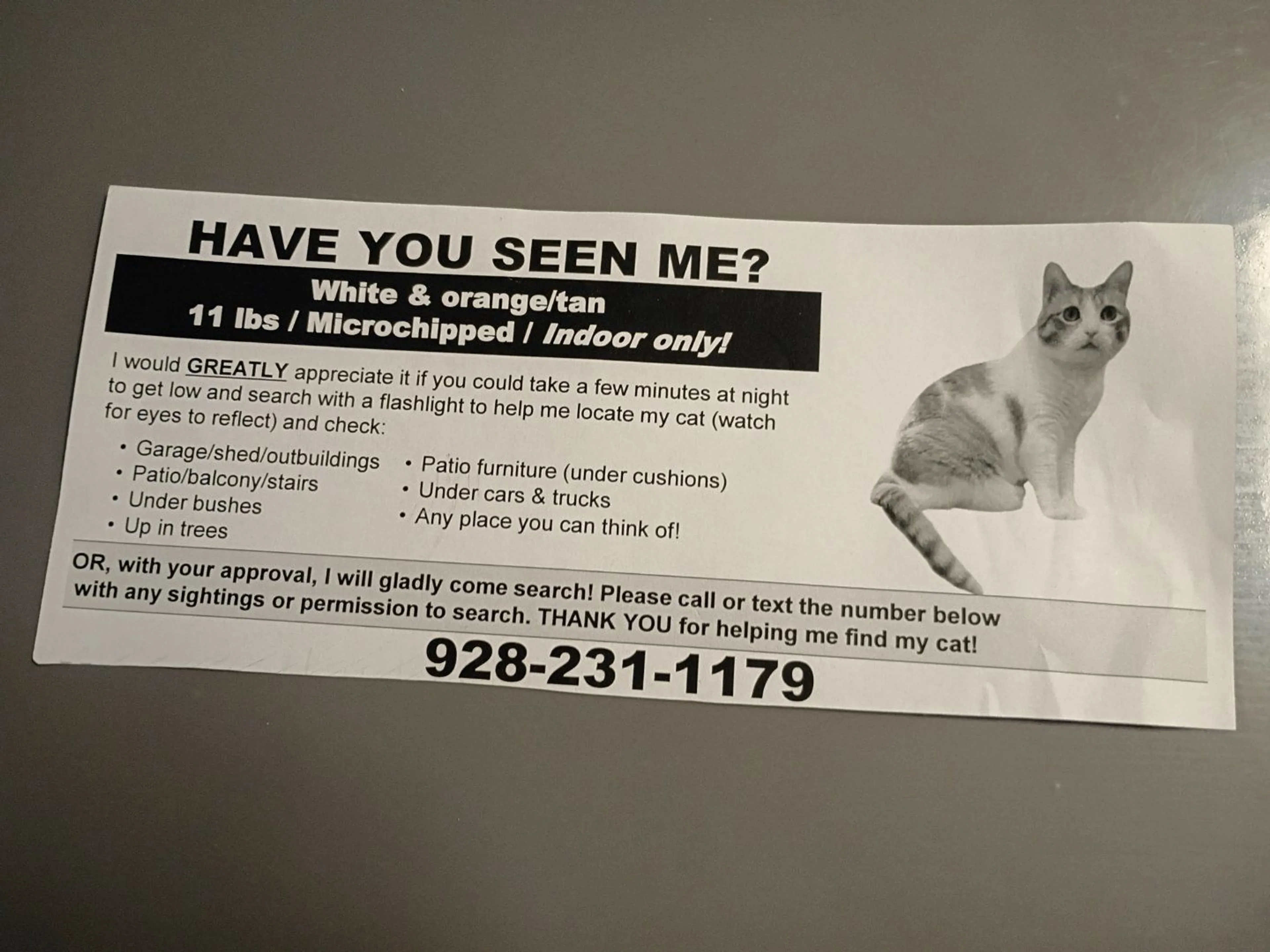 Lost pet