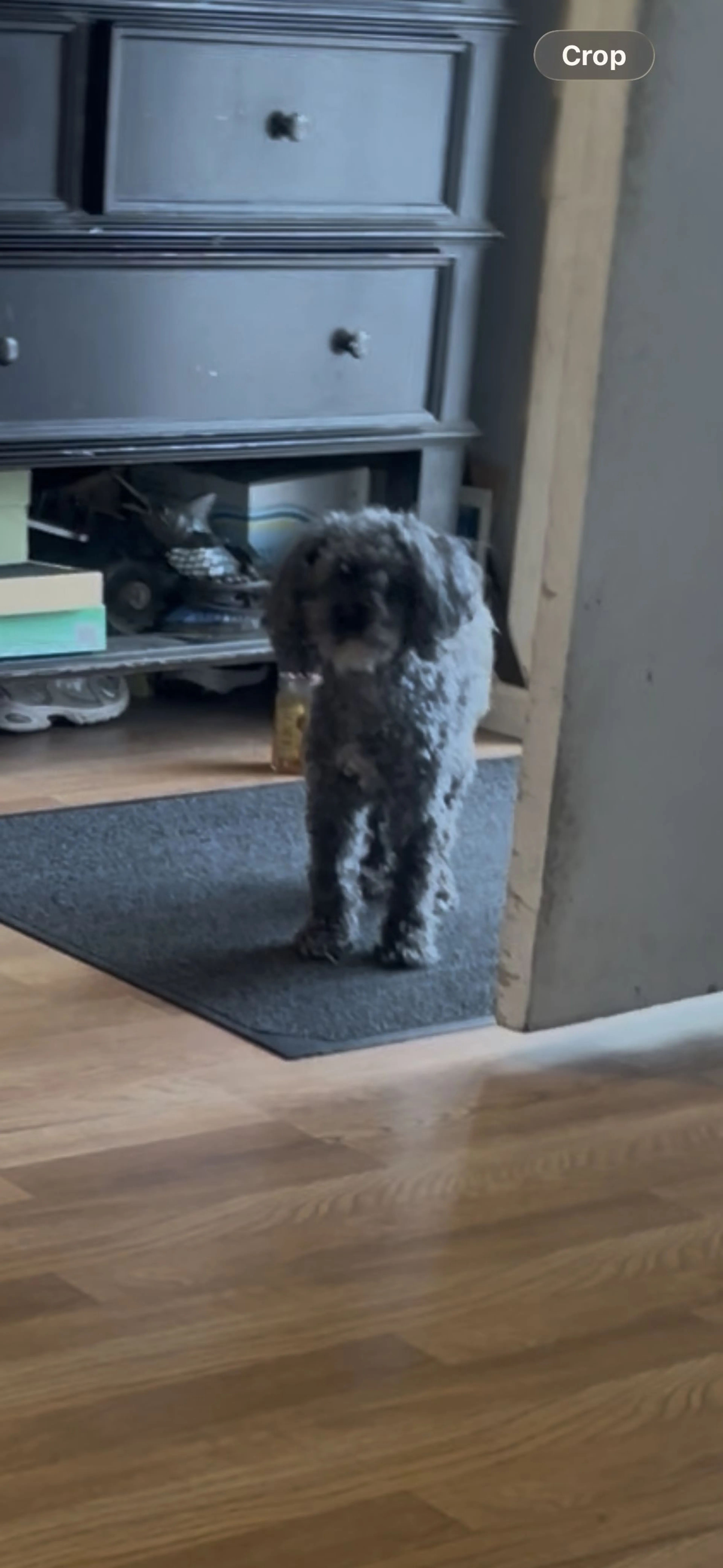 Lost pet-0