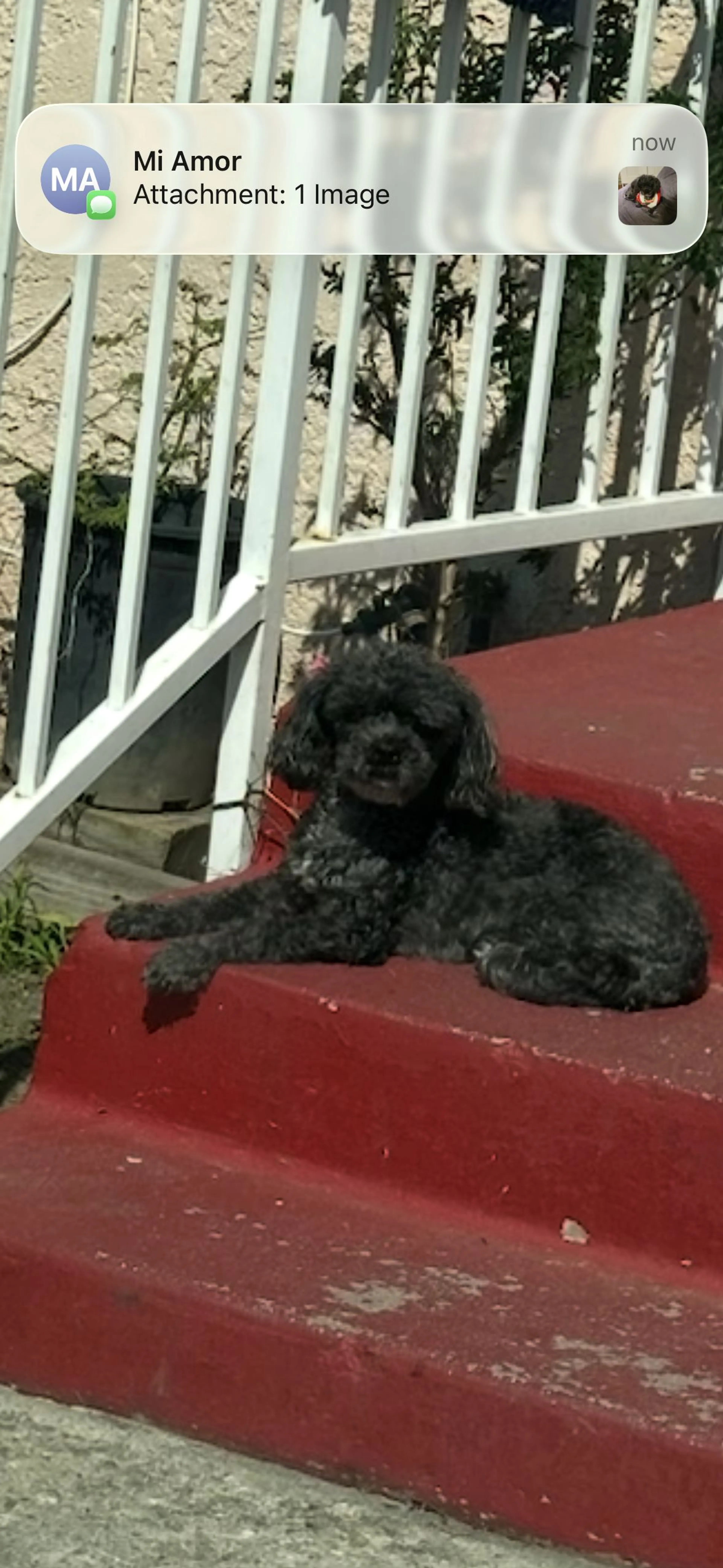 Lost pet-1