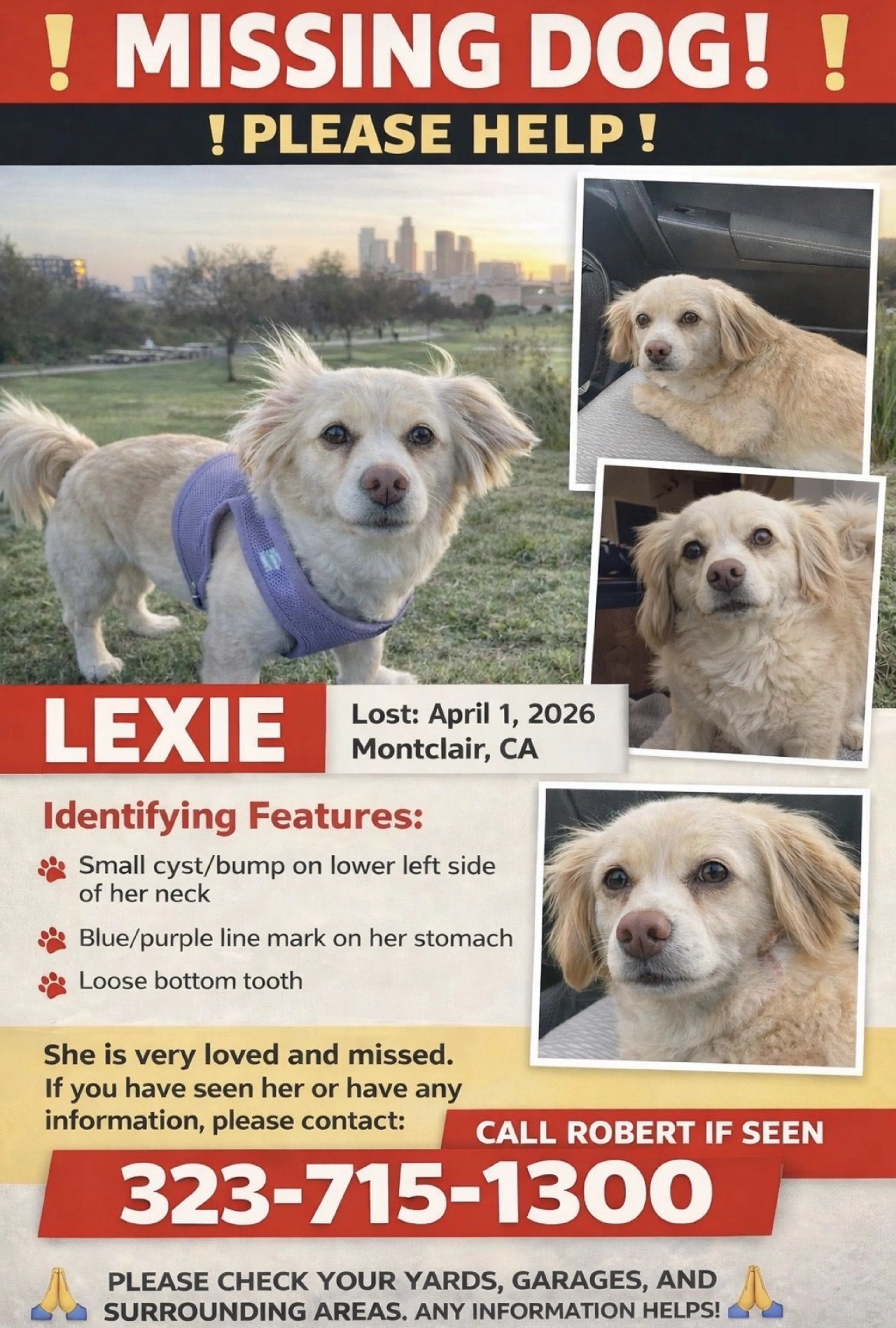 Lost pet-0