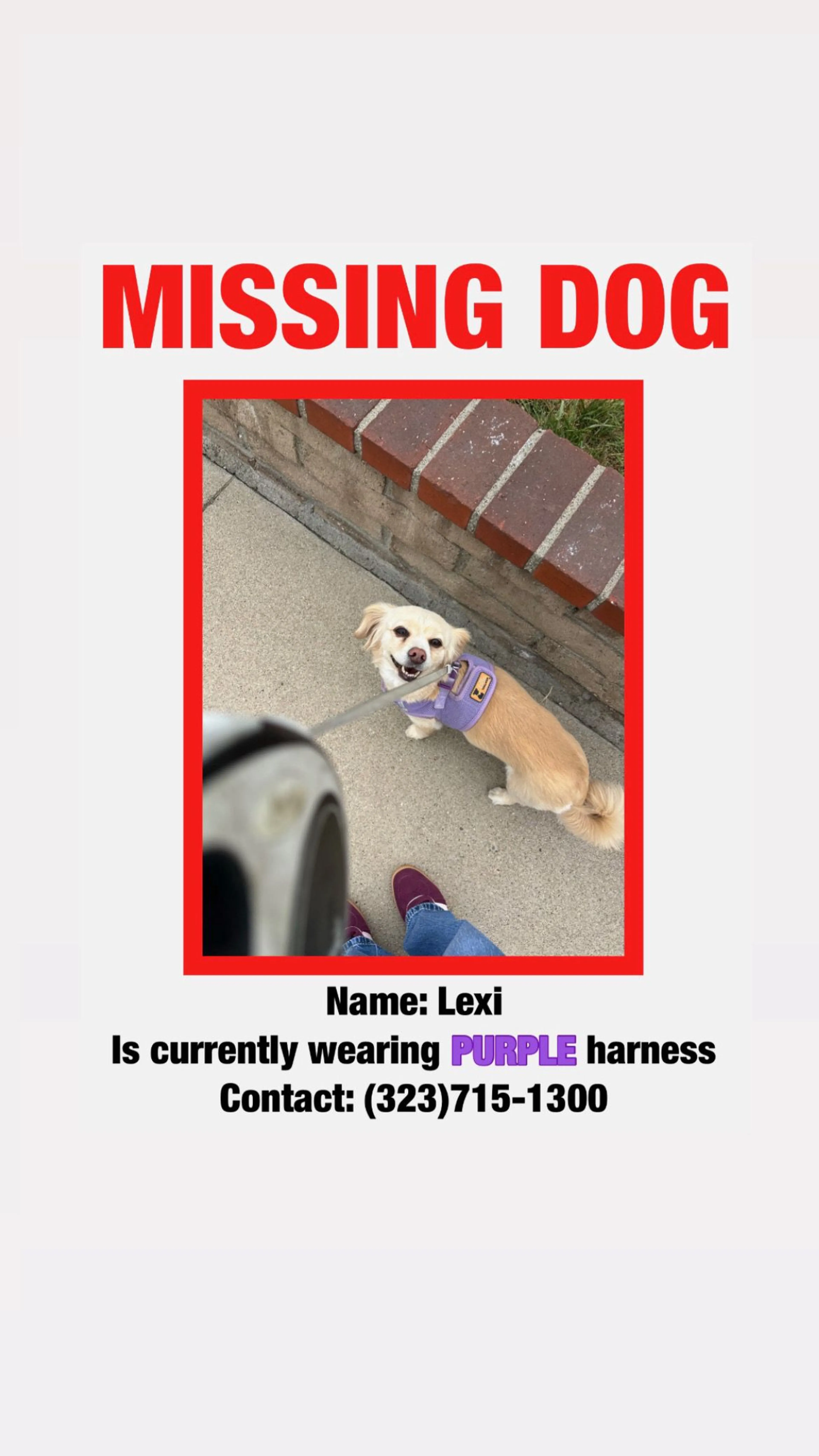 Lost pet-1