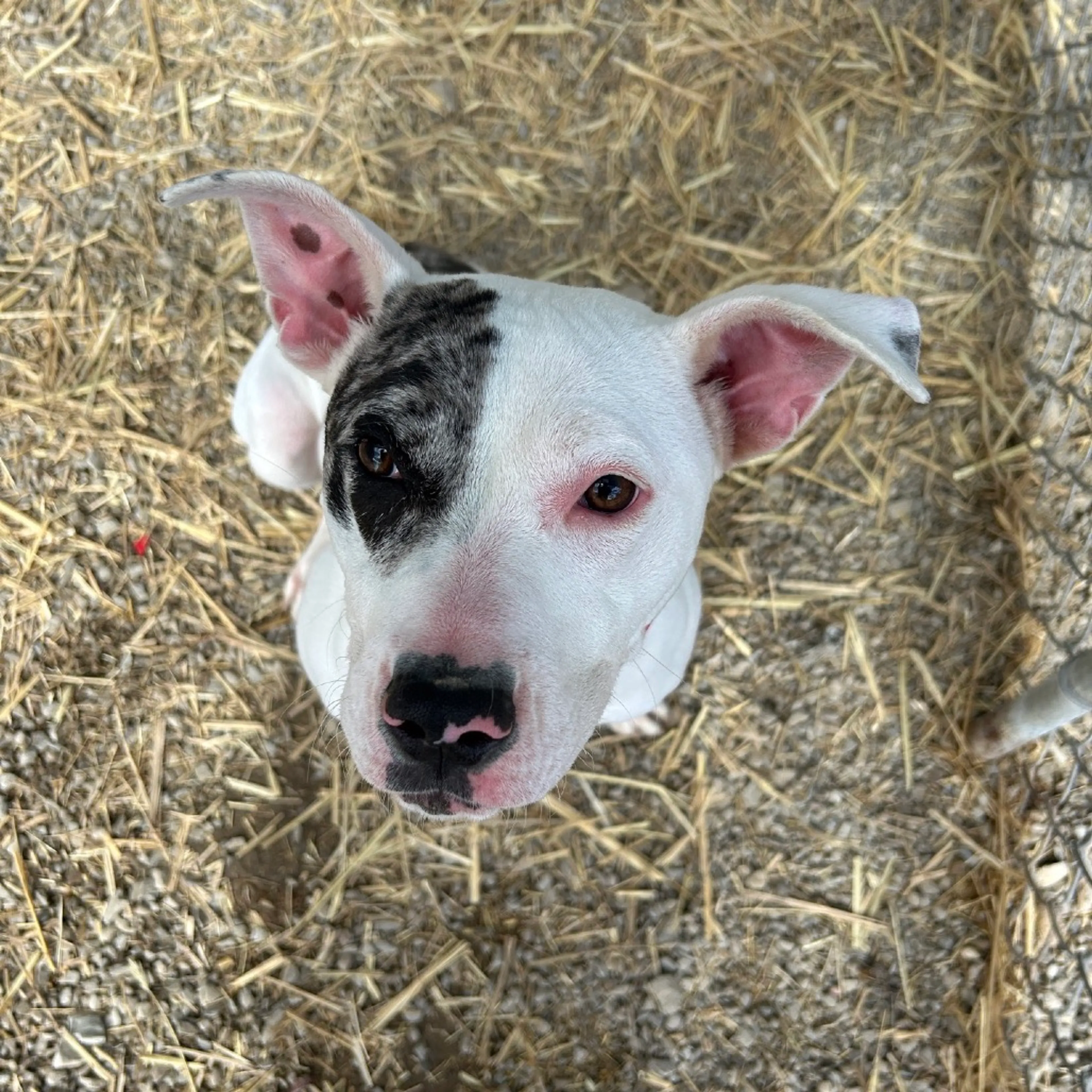 Found pet-2