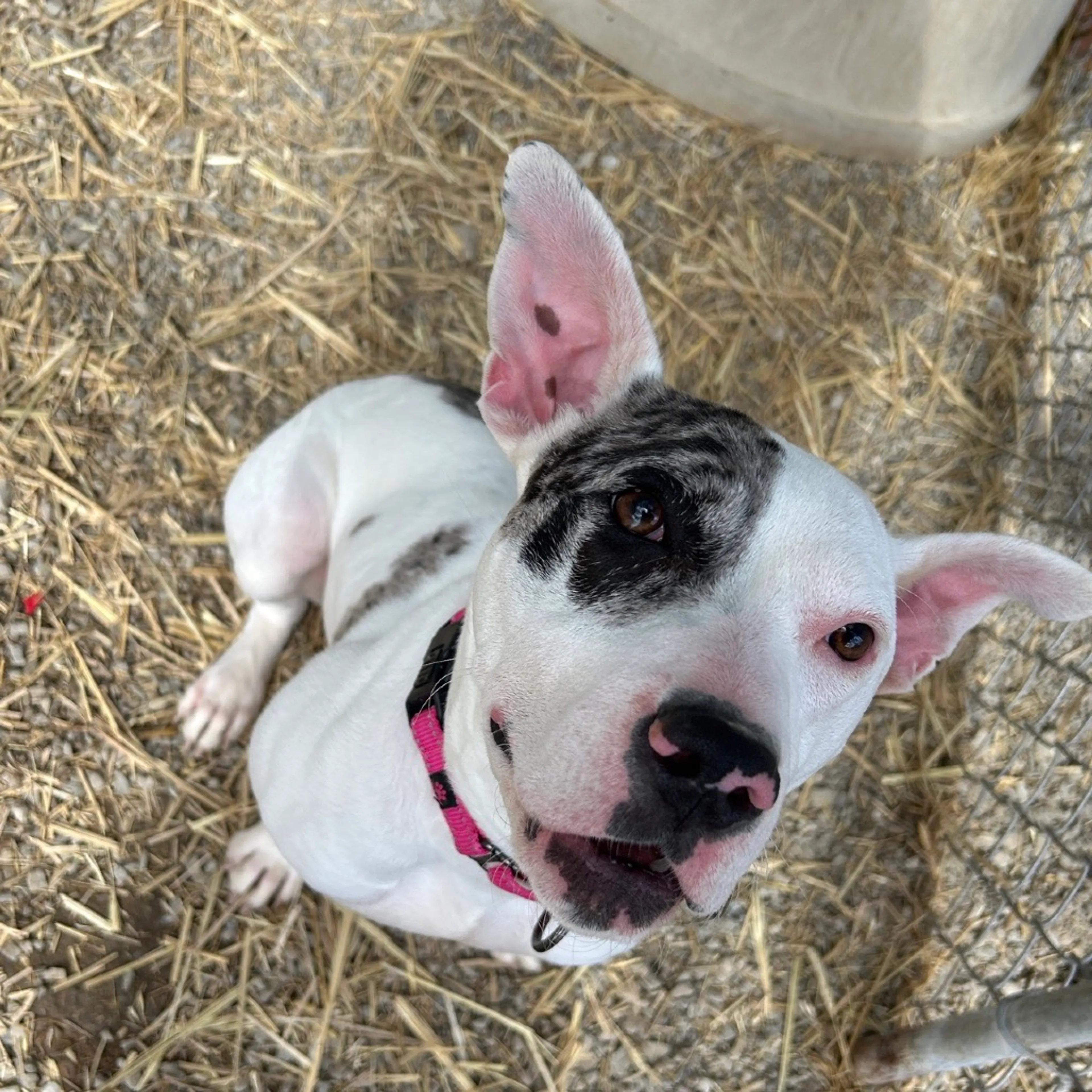Found pet-3