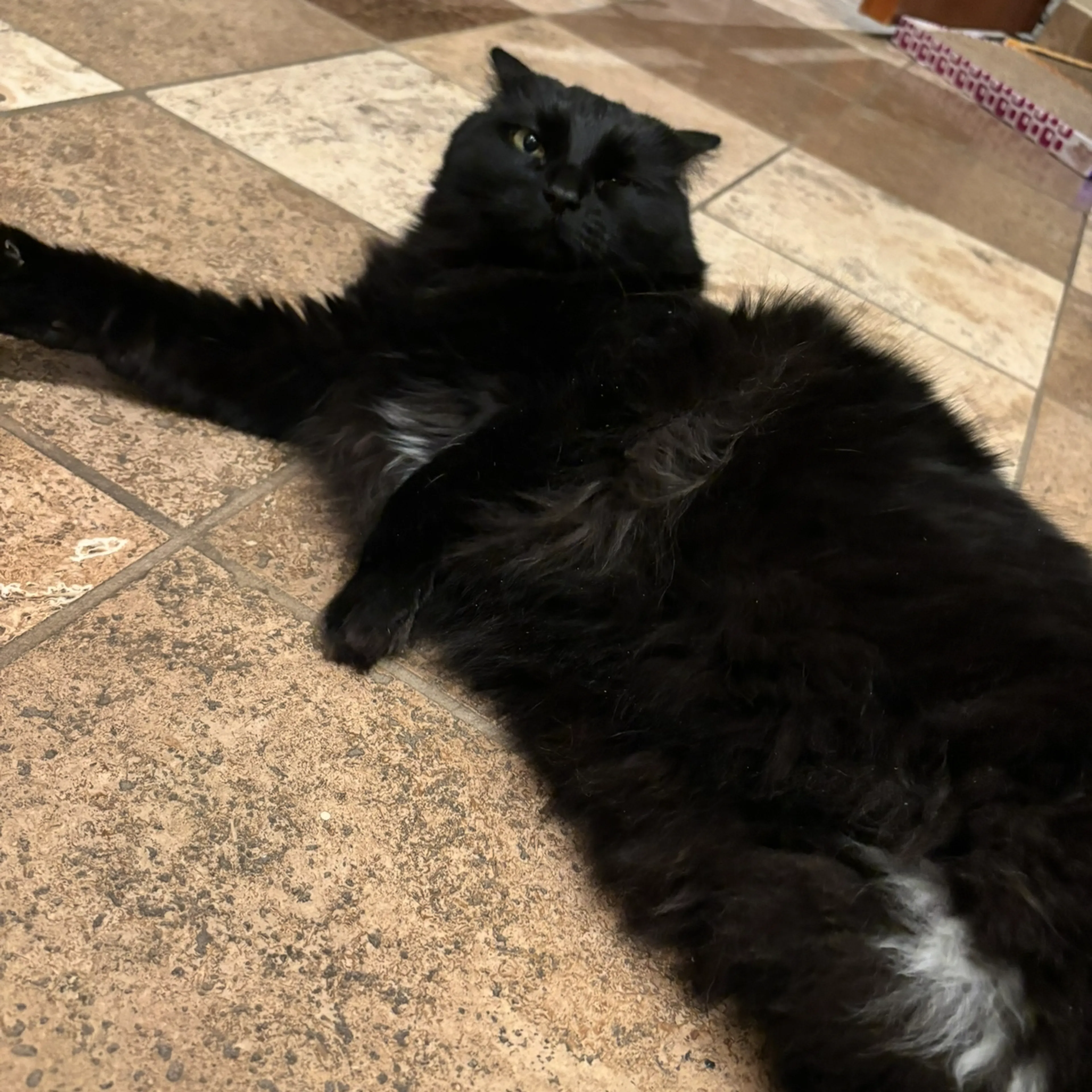 Lost pet-3