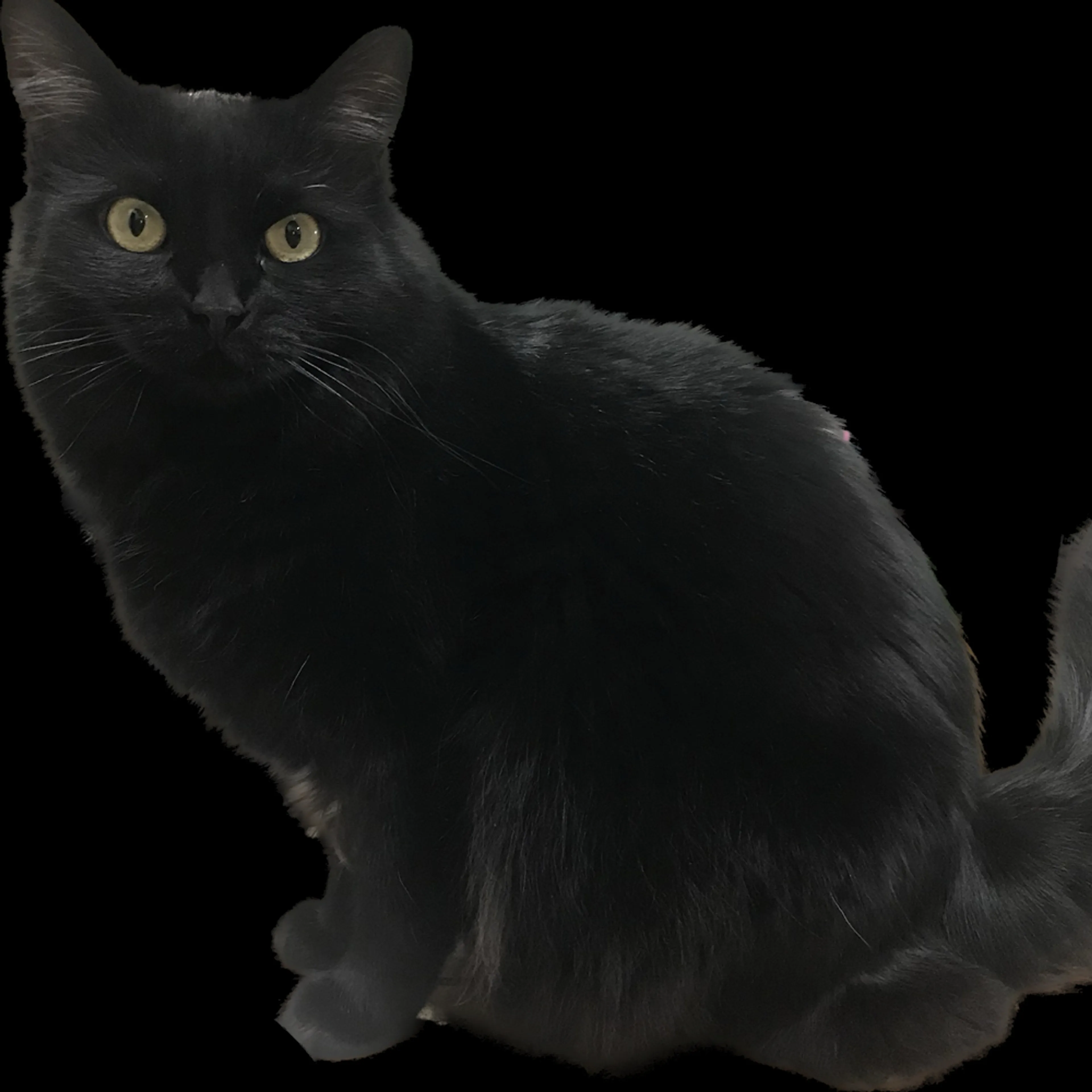 Lost pet-1