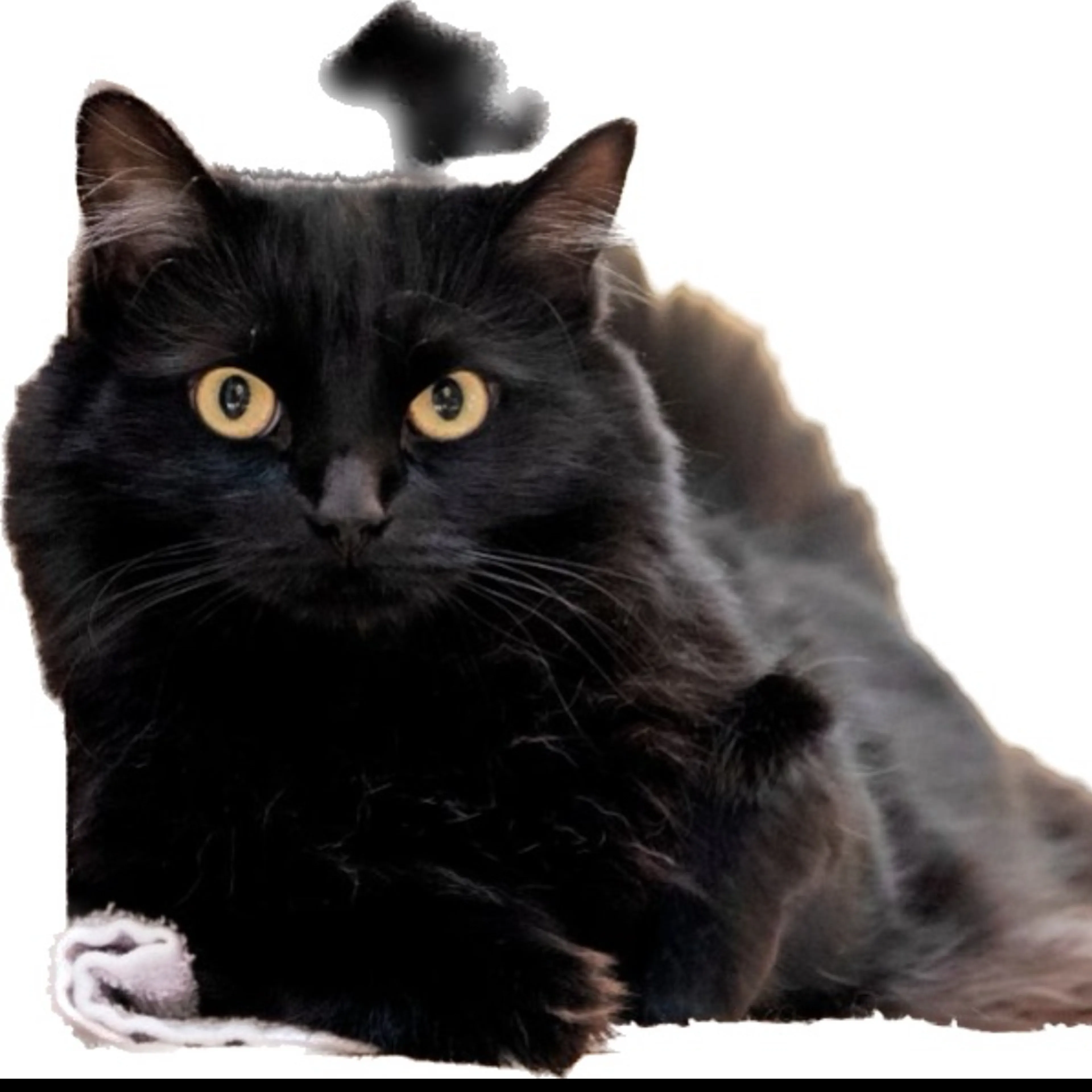 Lost pet-2