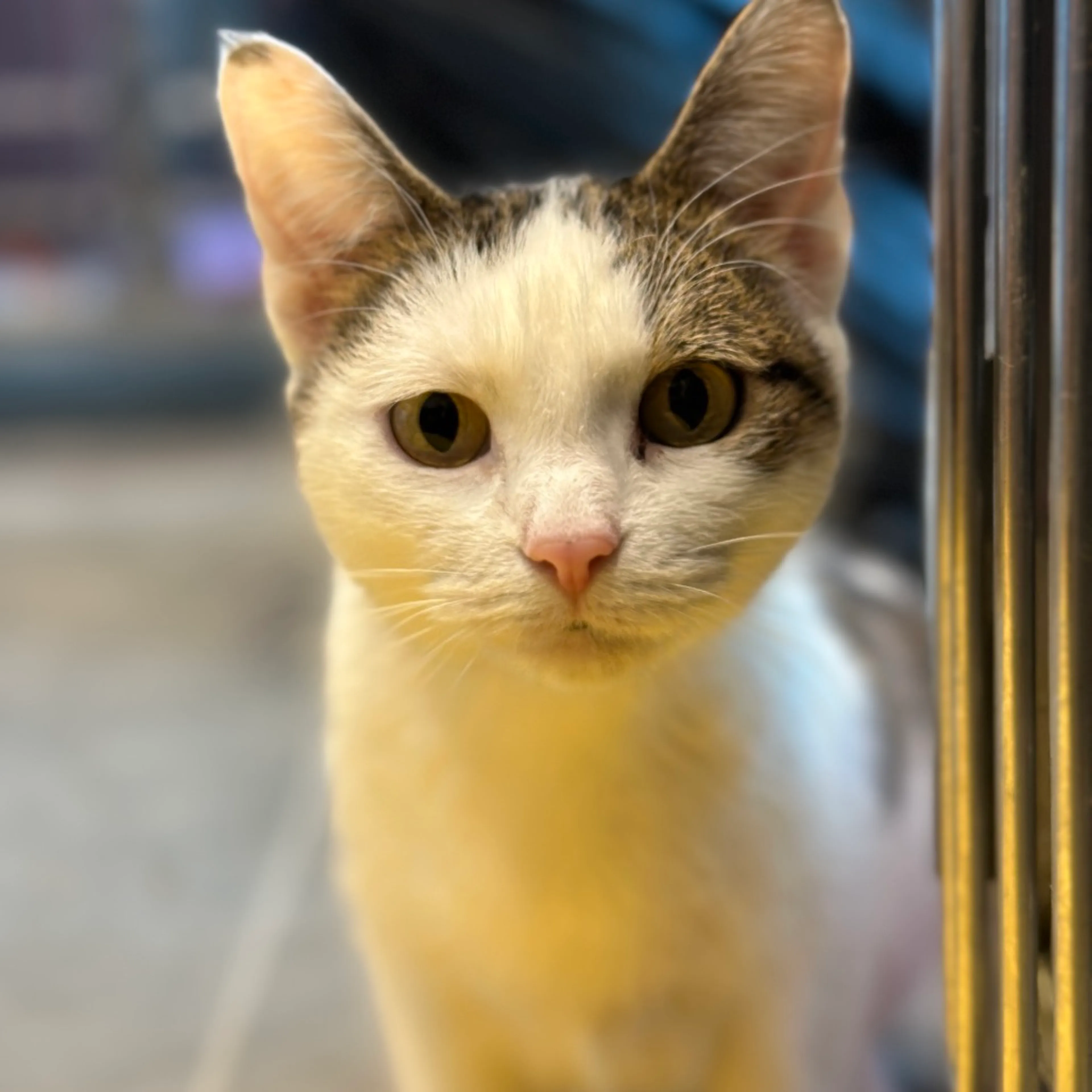 Found pet-3