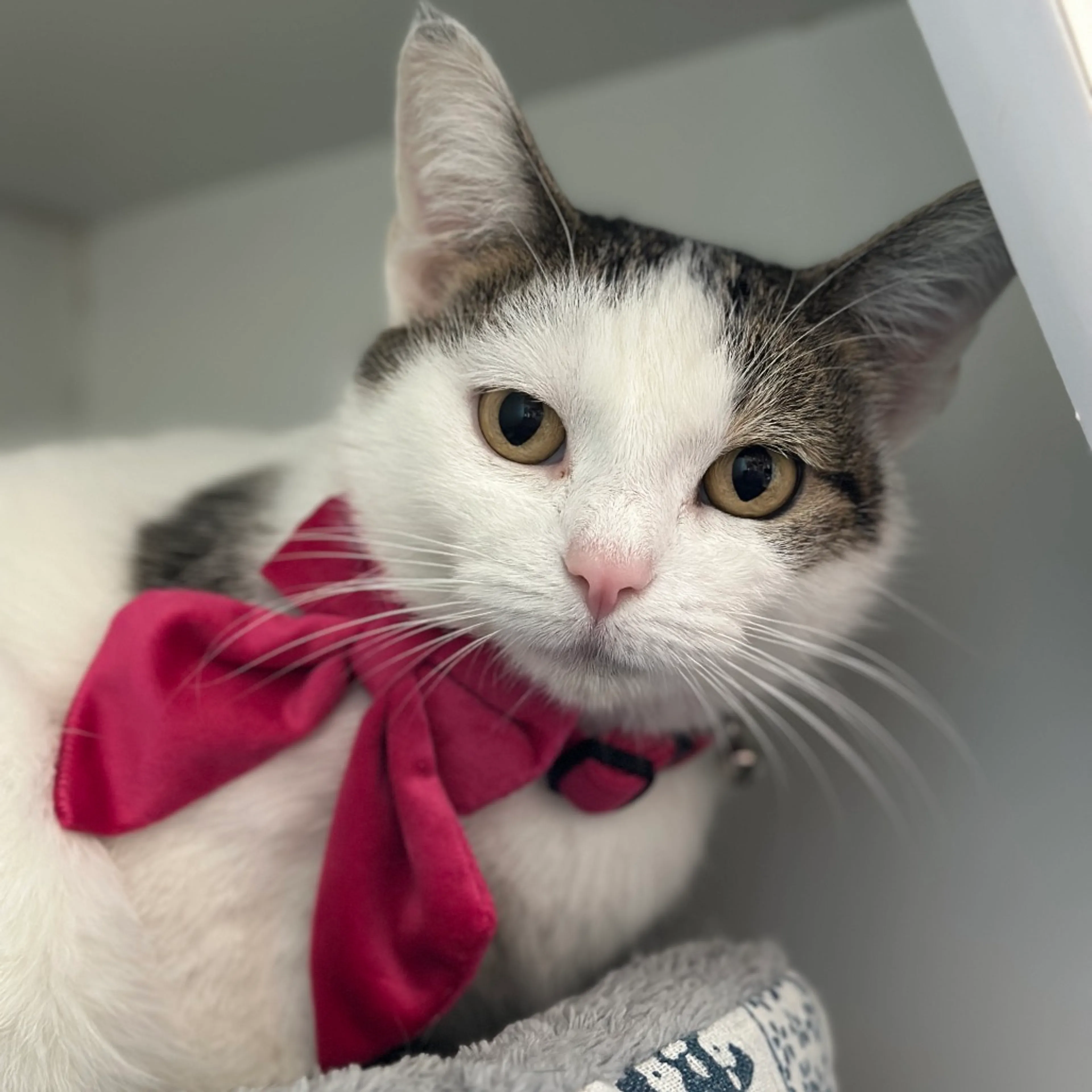 Found pet-4