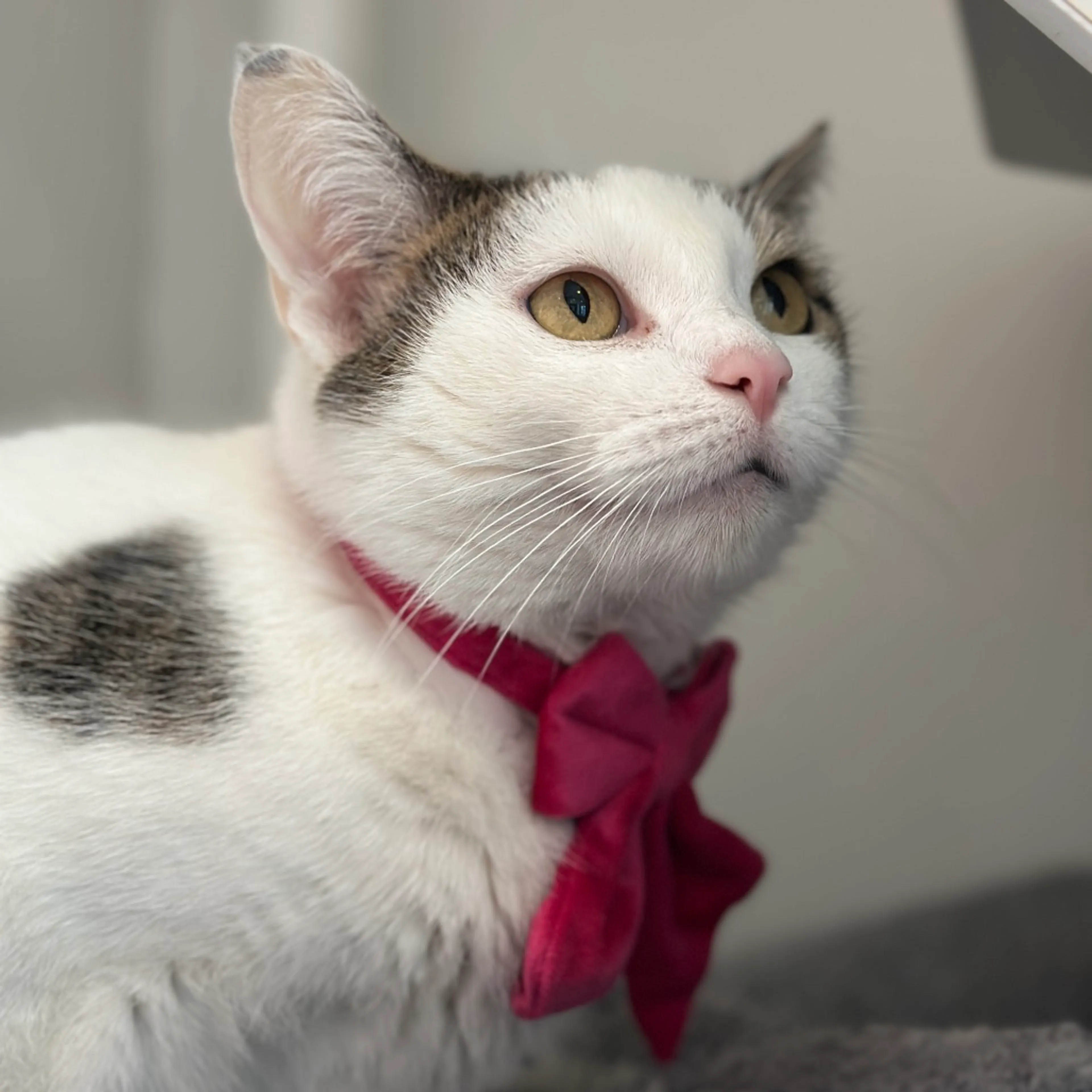 Found pet-5