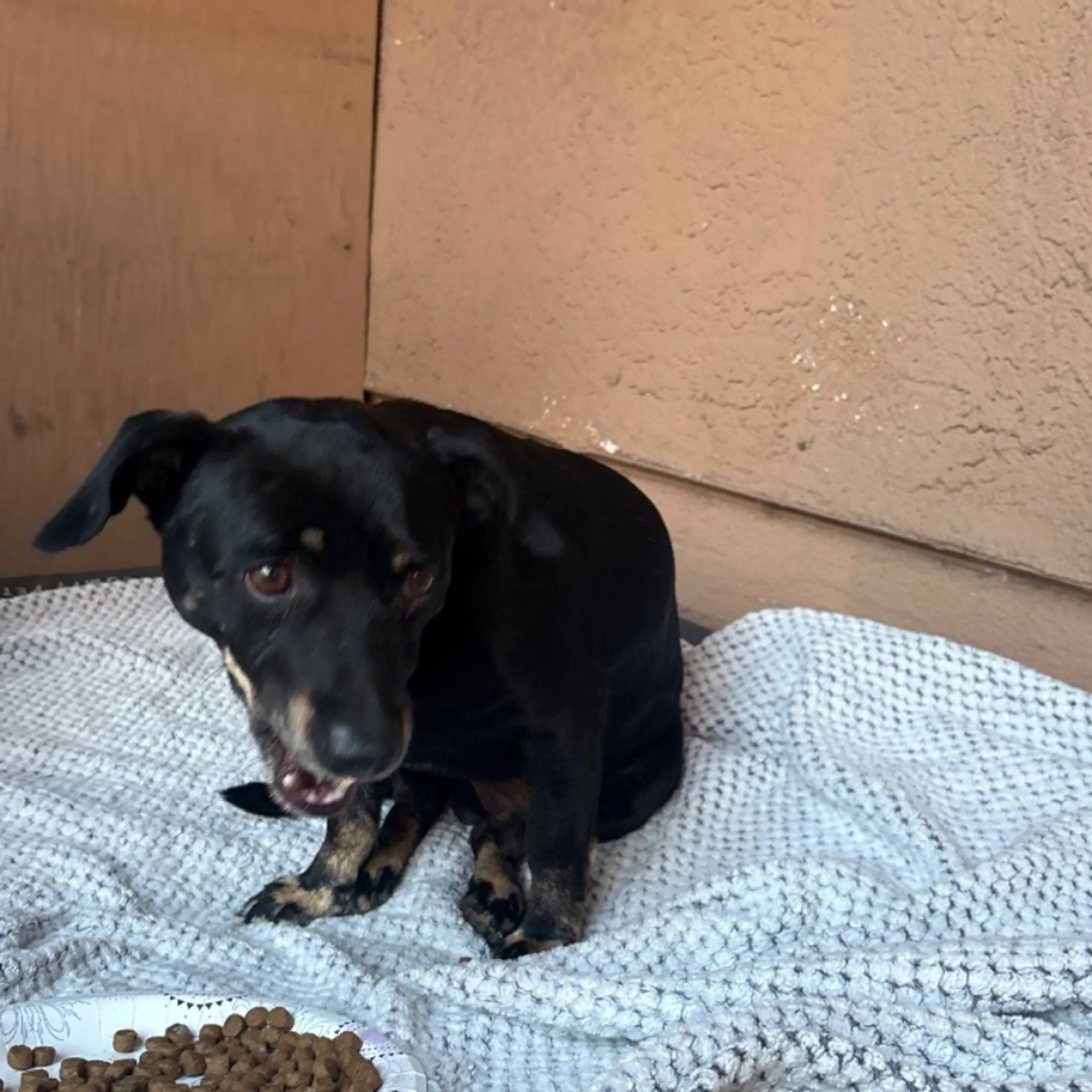 Found pet