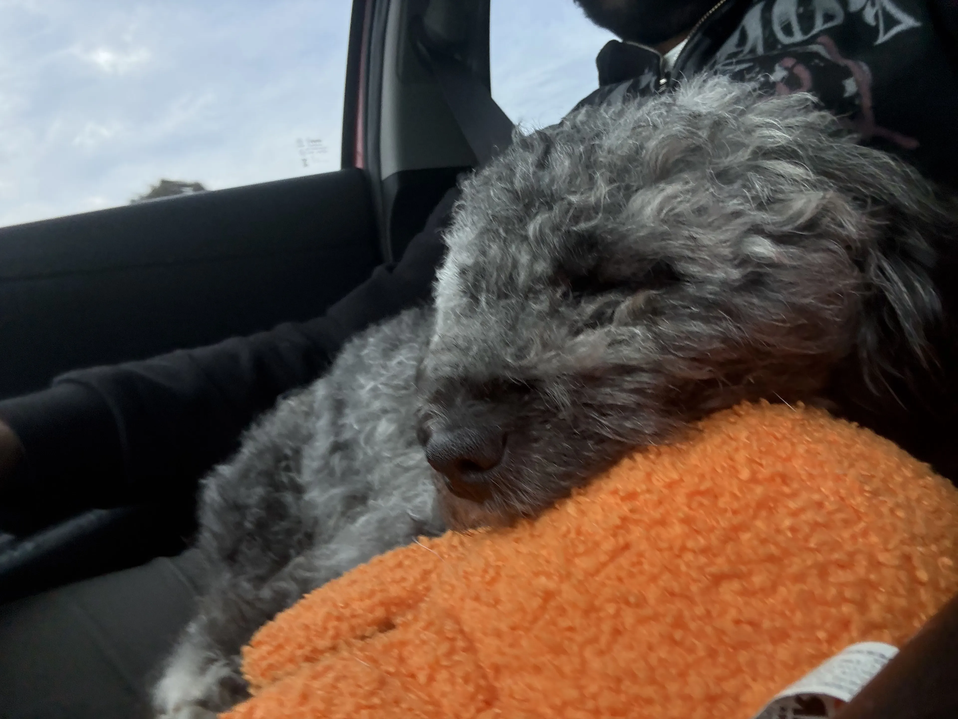 Lost pet-3