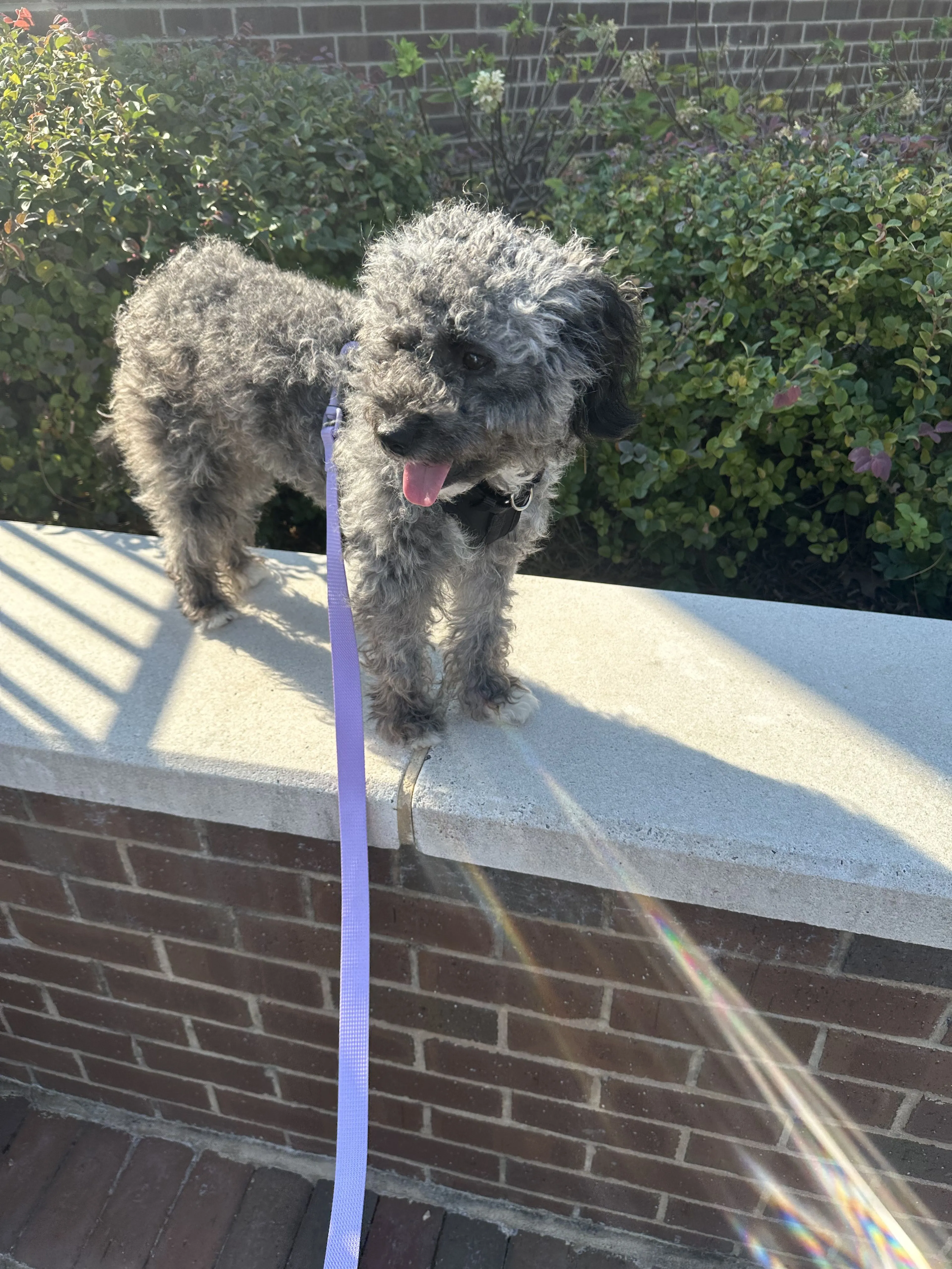 Lost pet-1