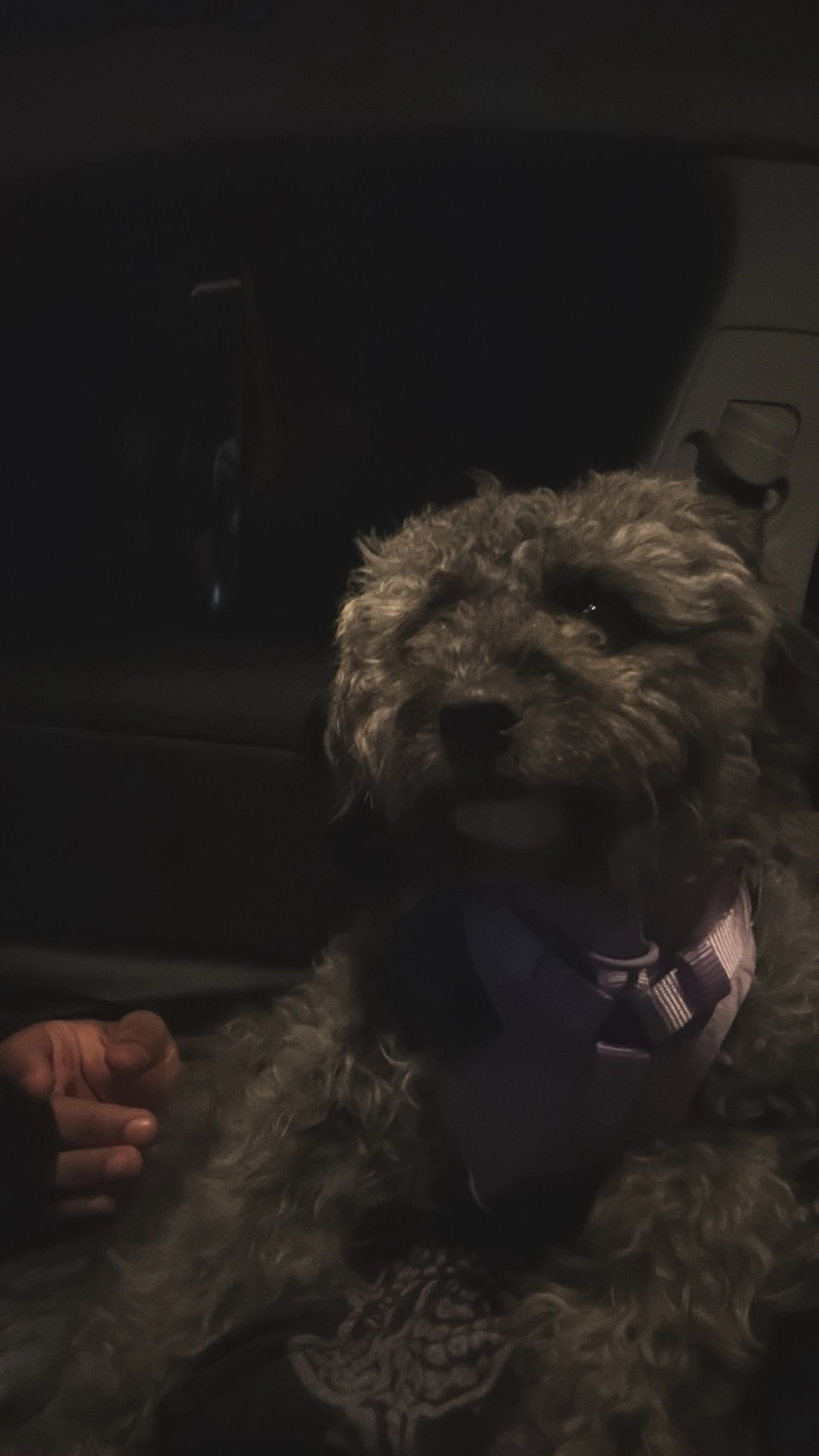 Lost pet-2