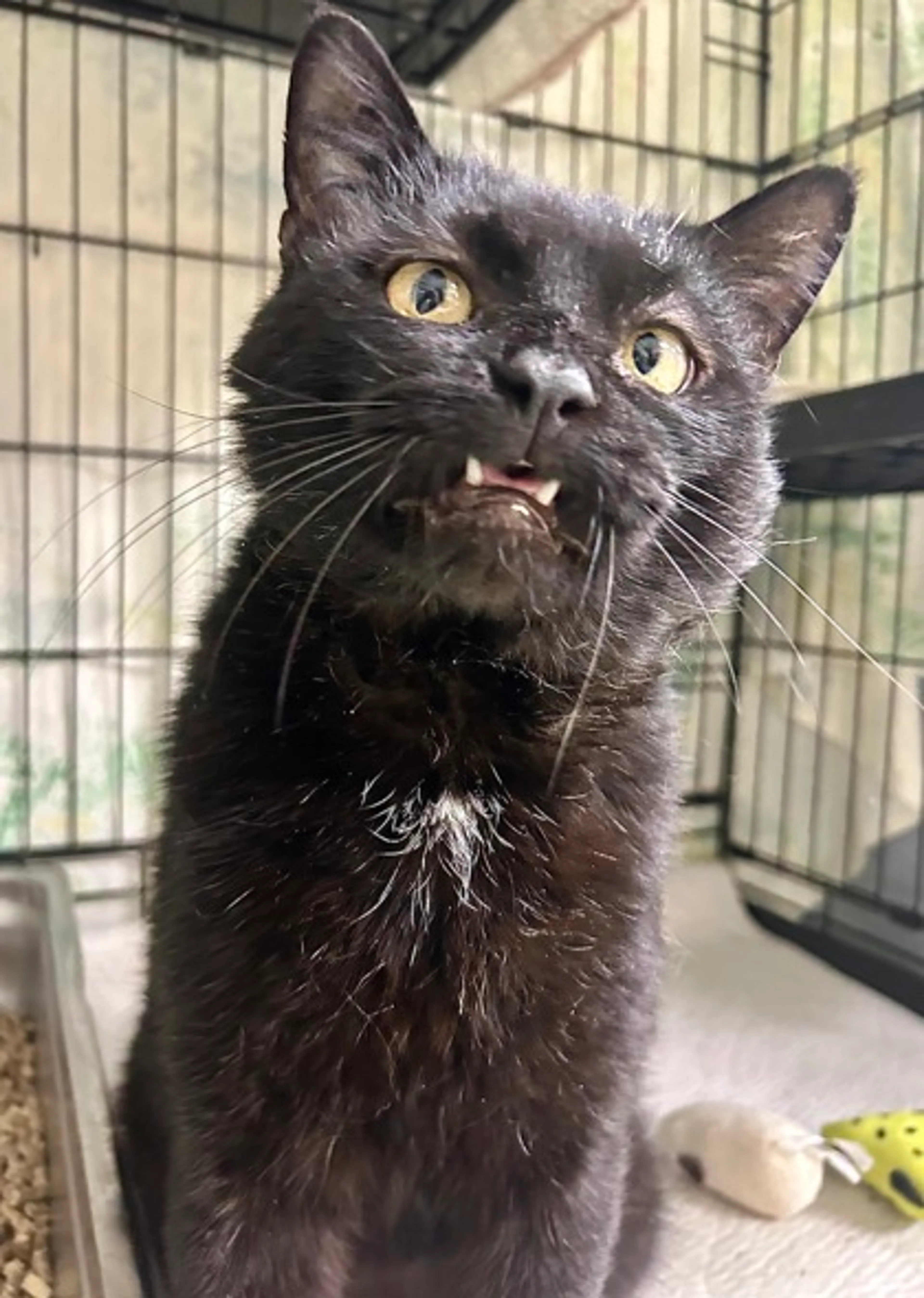Found pet-1