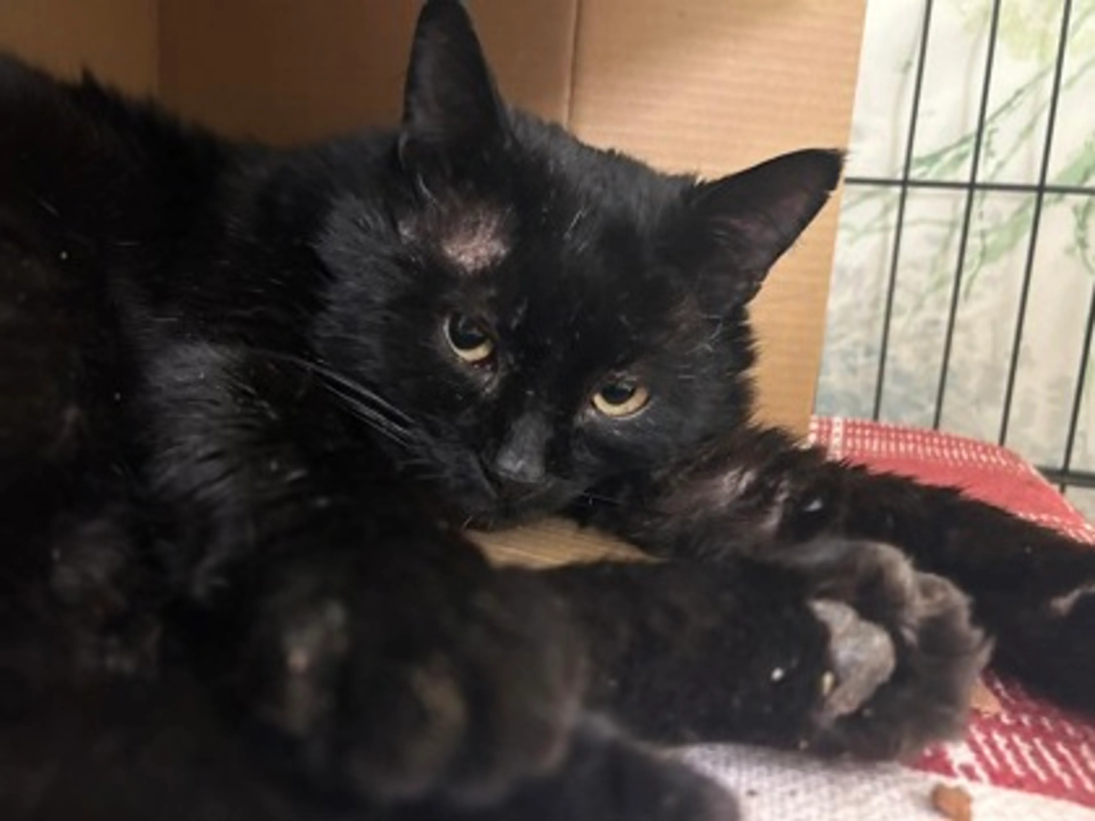 Found pet-2