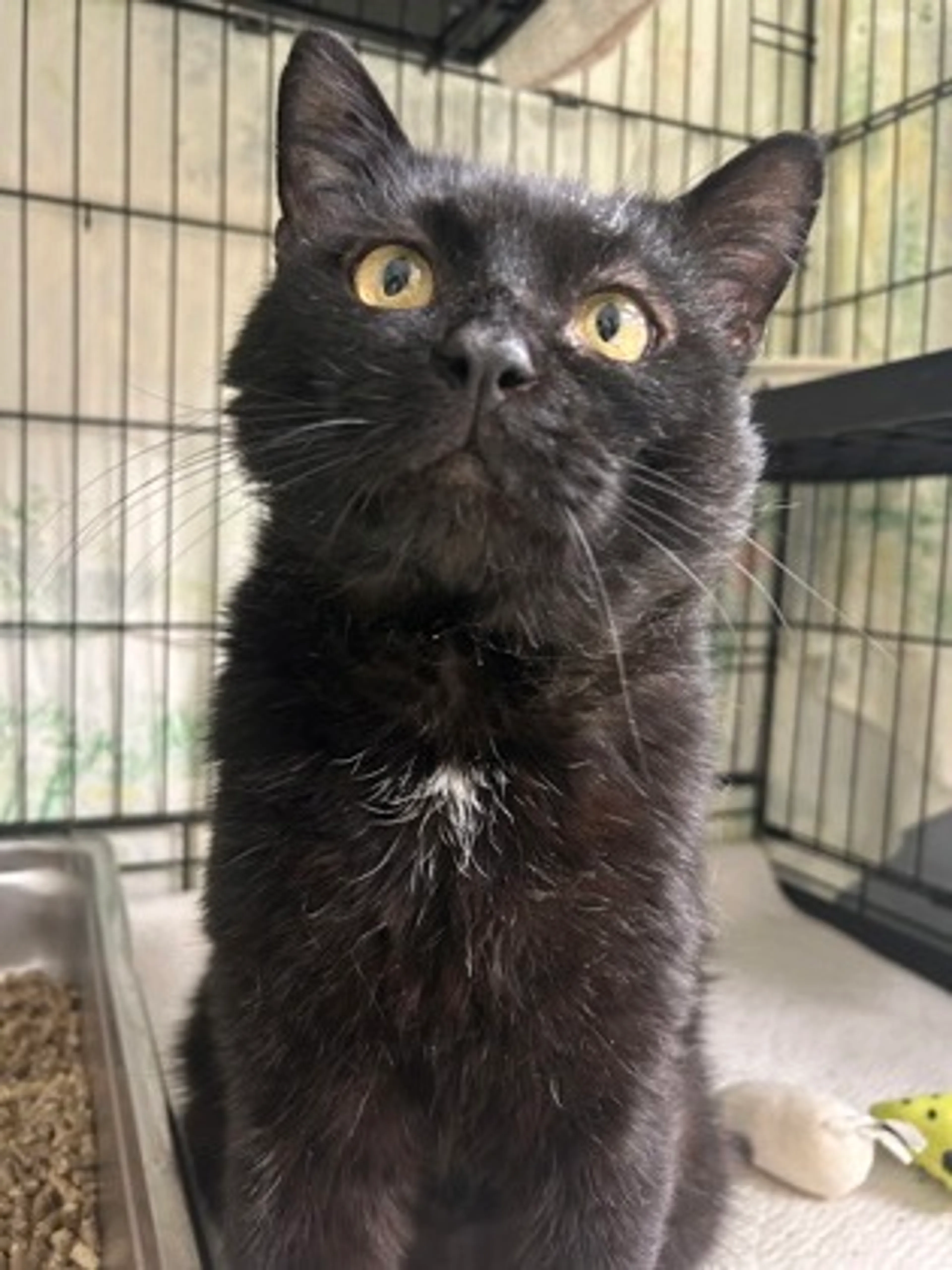 Found pet-2