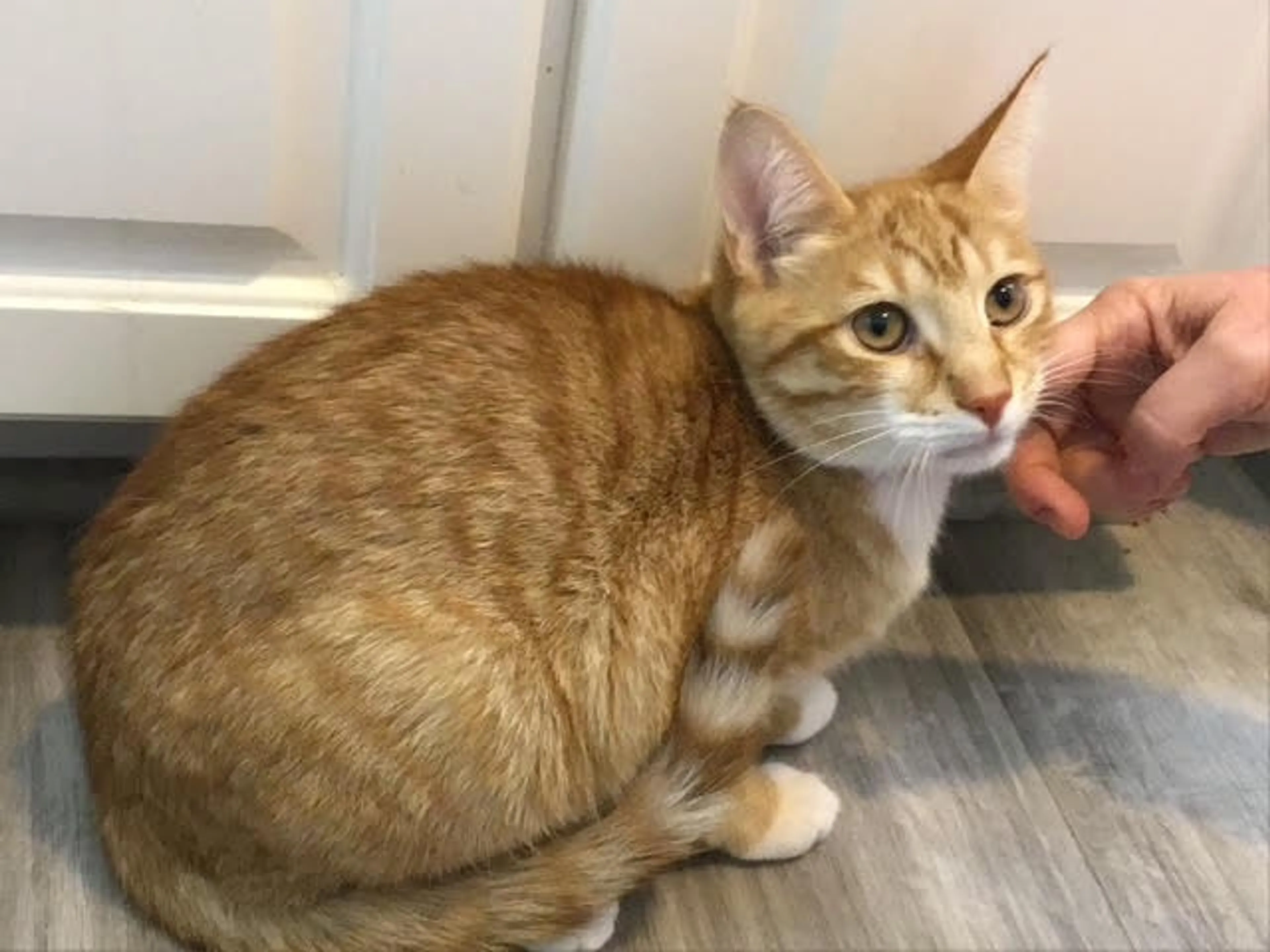 Found pet-0