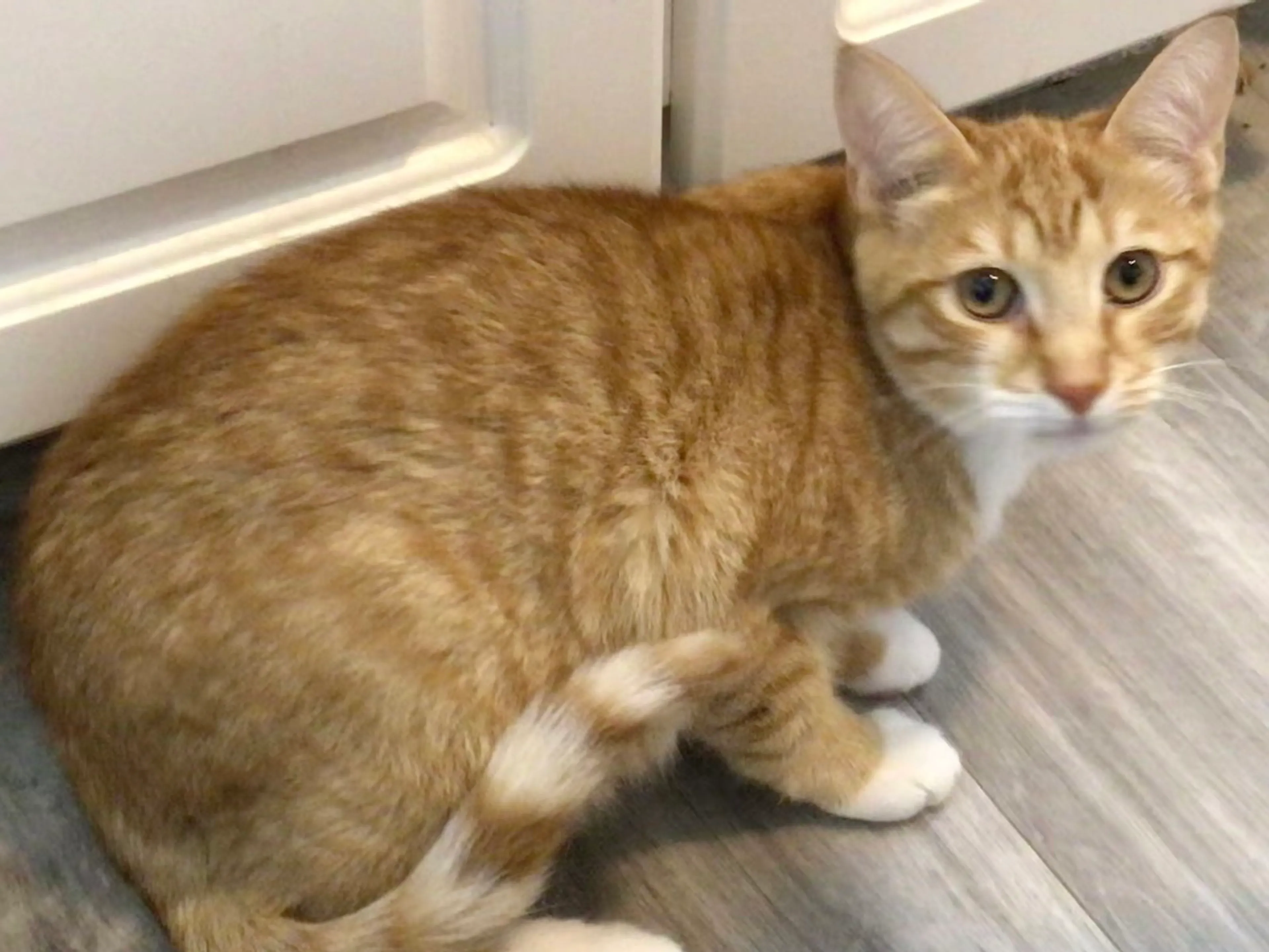 Found pet-2