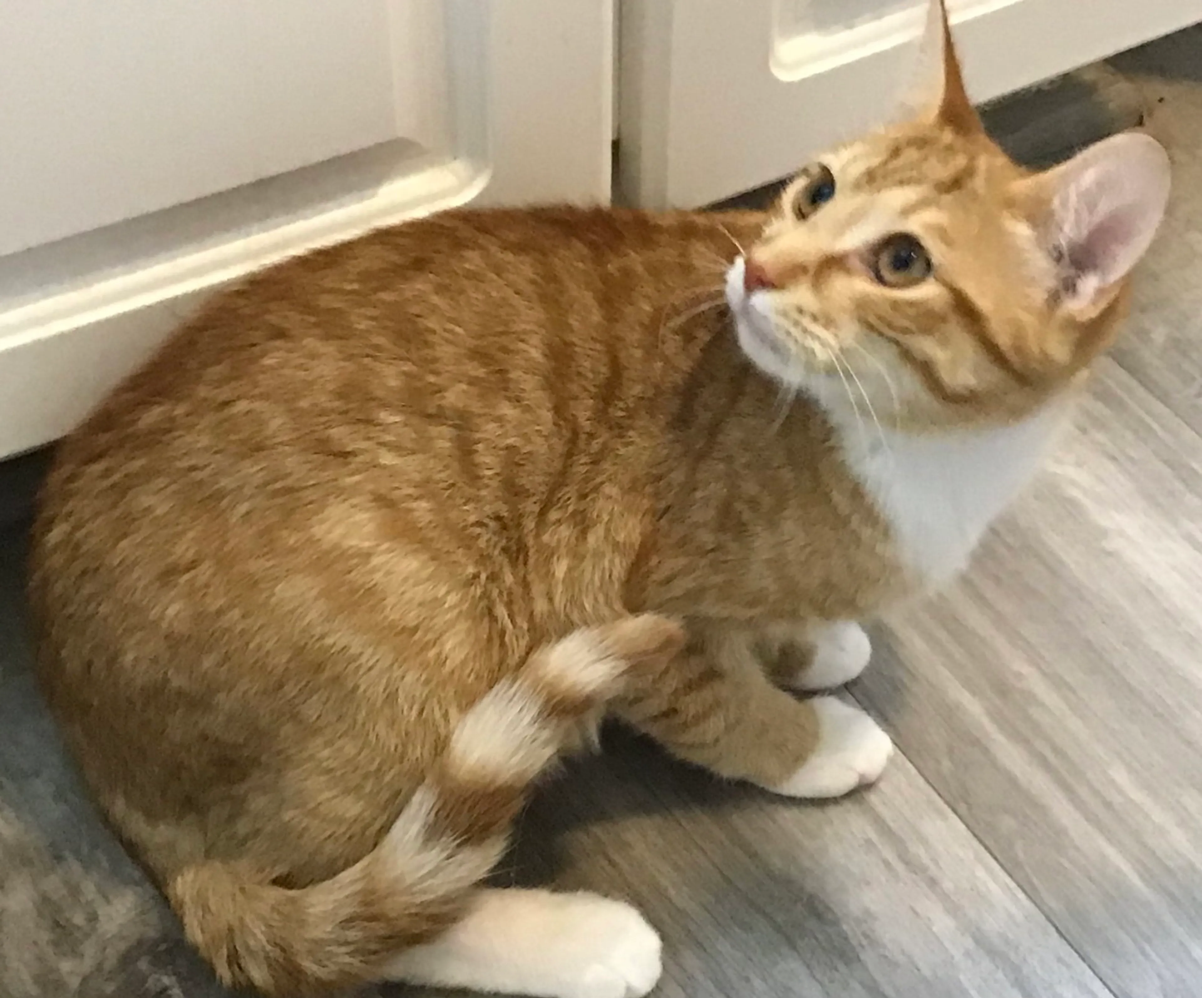 Found pet-1