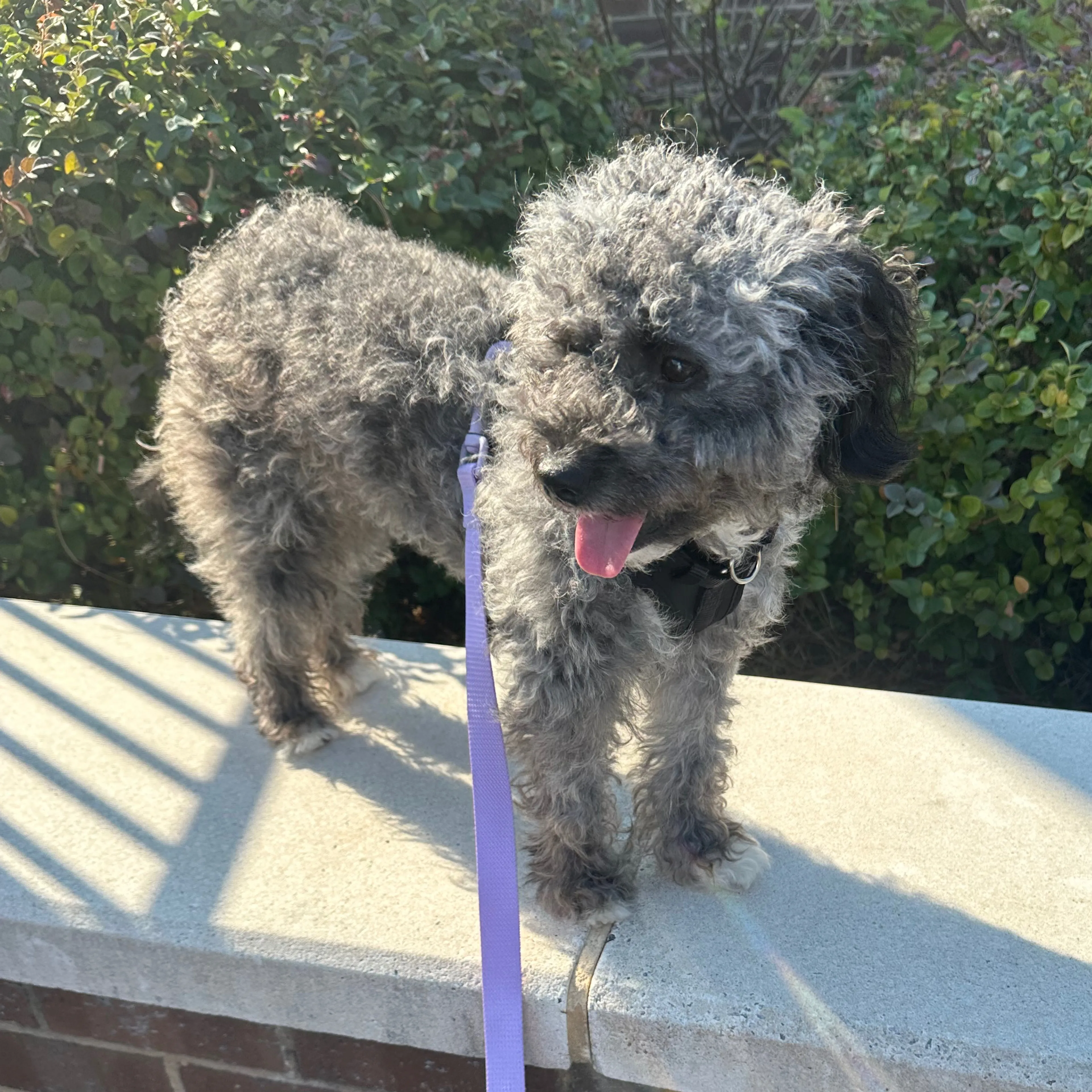 Lost pet-1