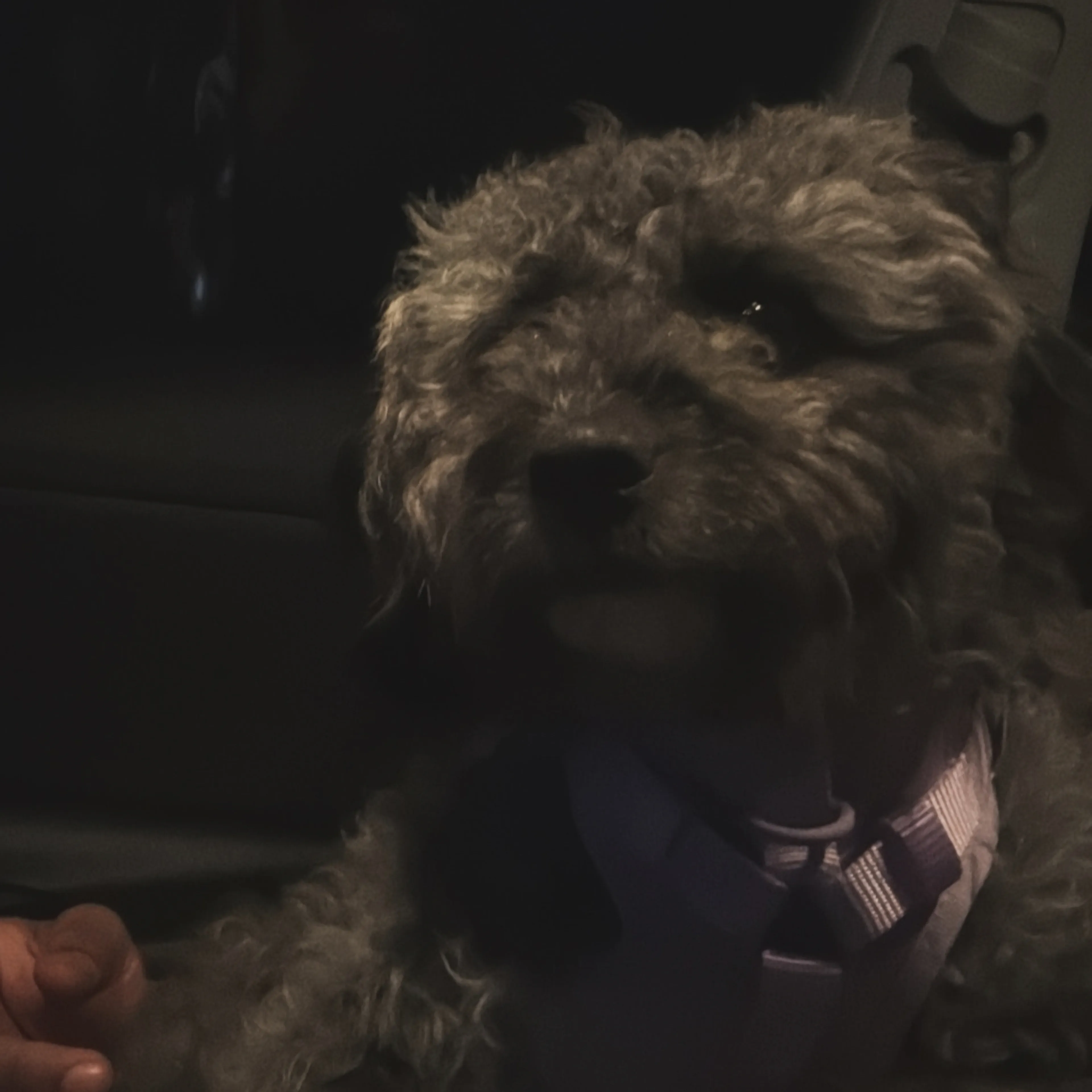 Lost pet-2