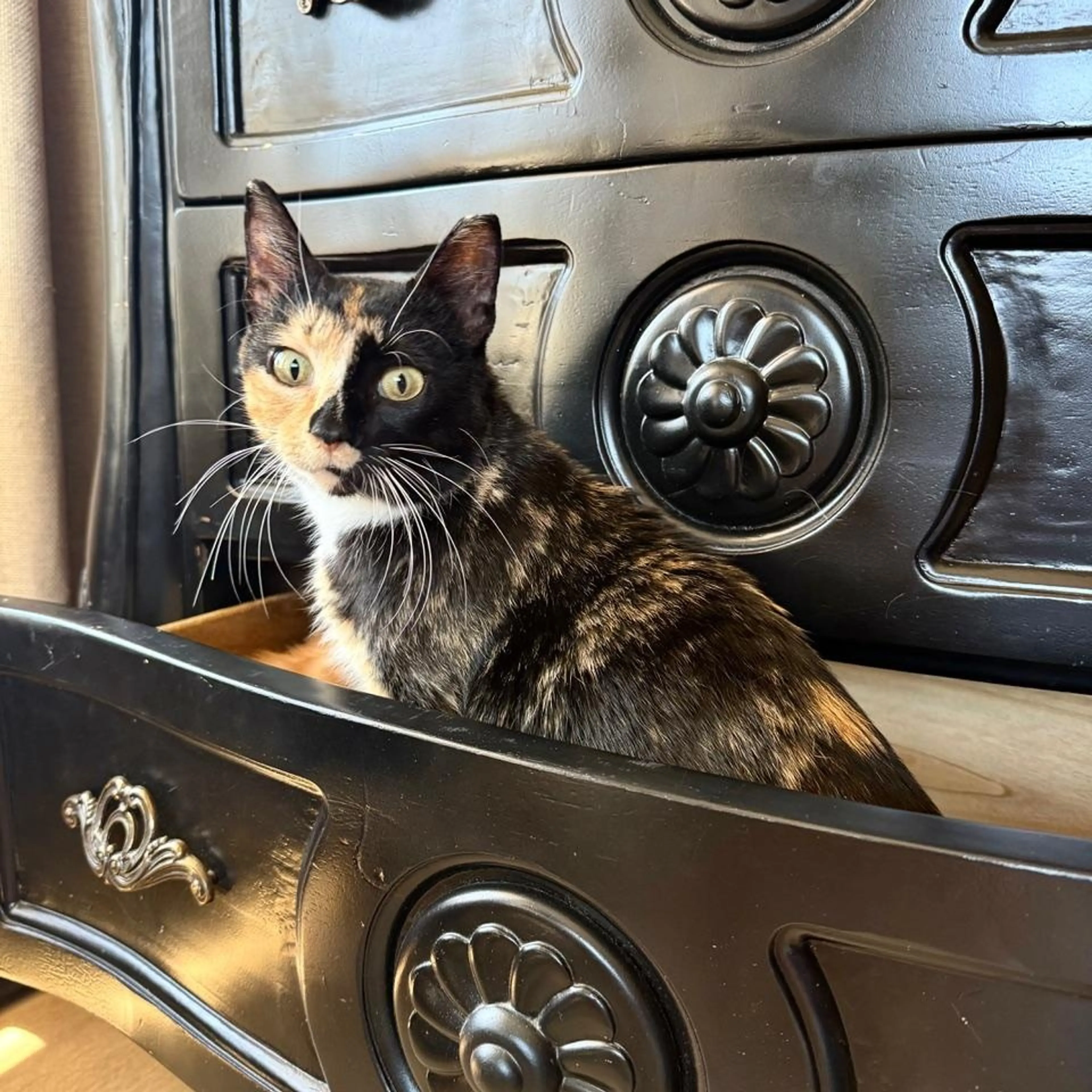 Found pet-2