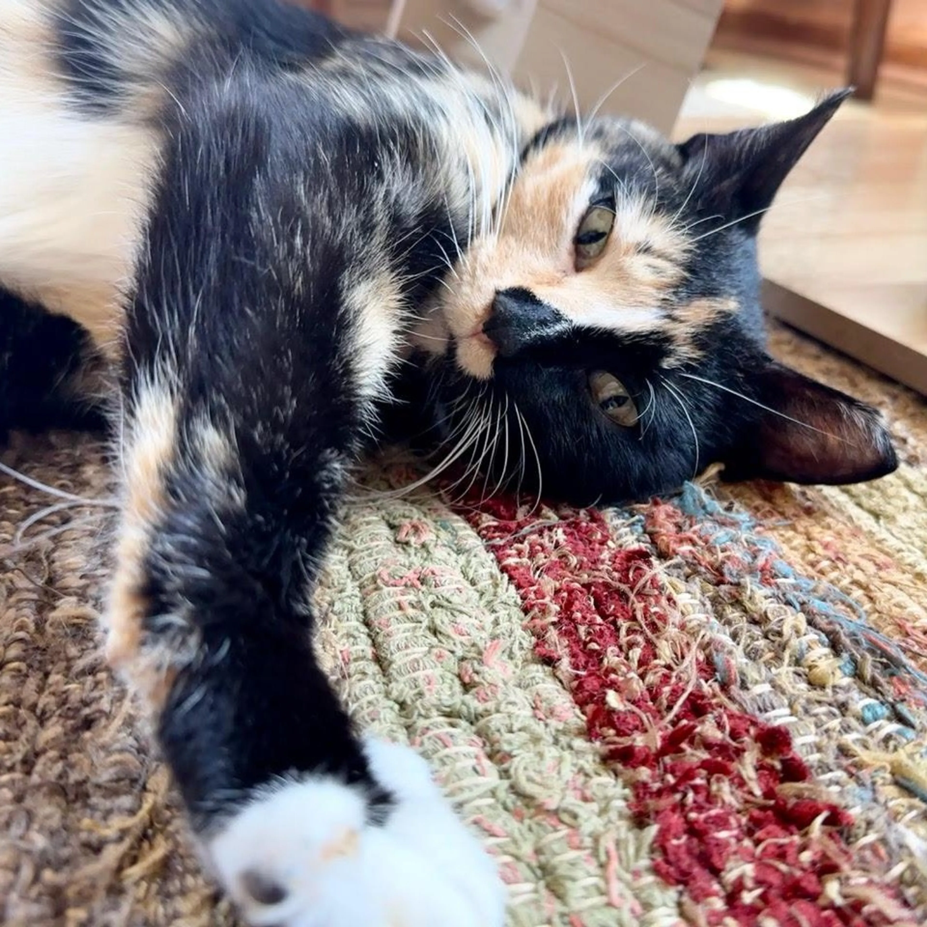 Found pet-1