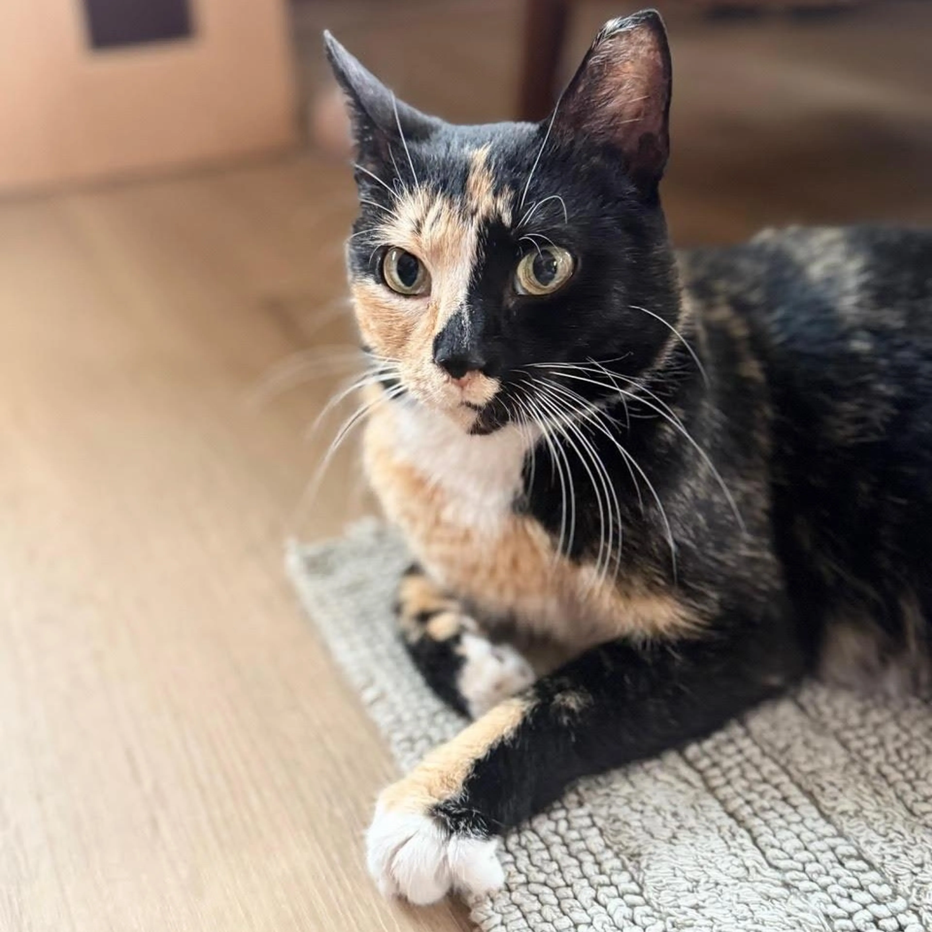 Found pet-3
