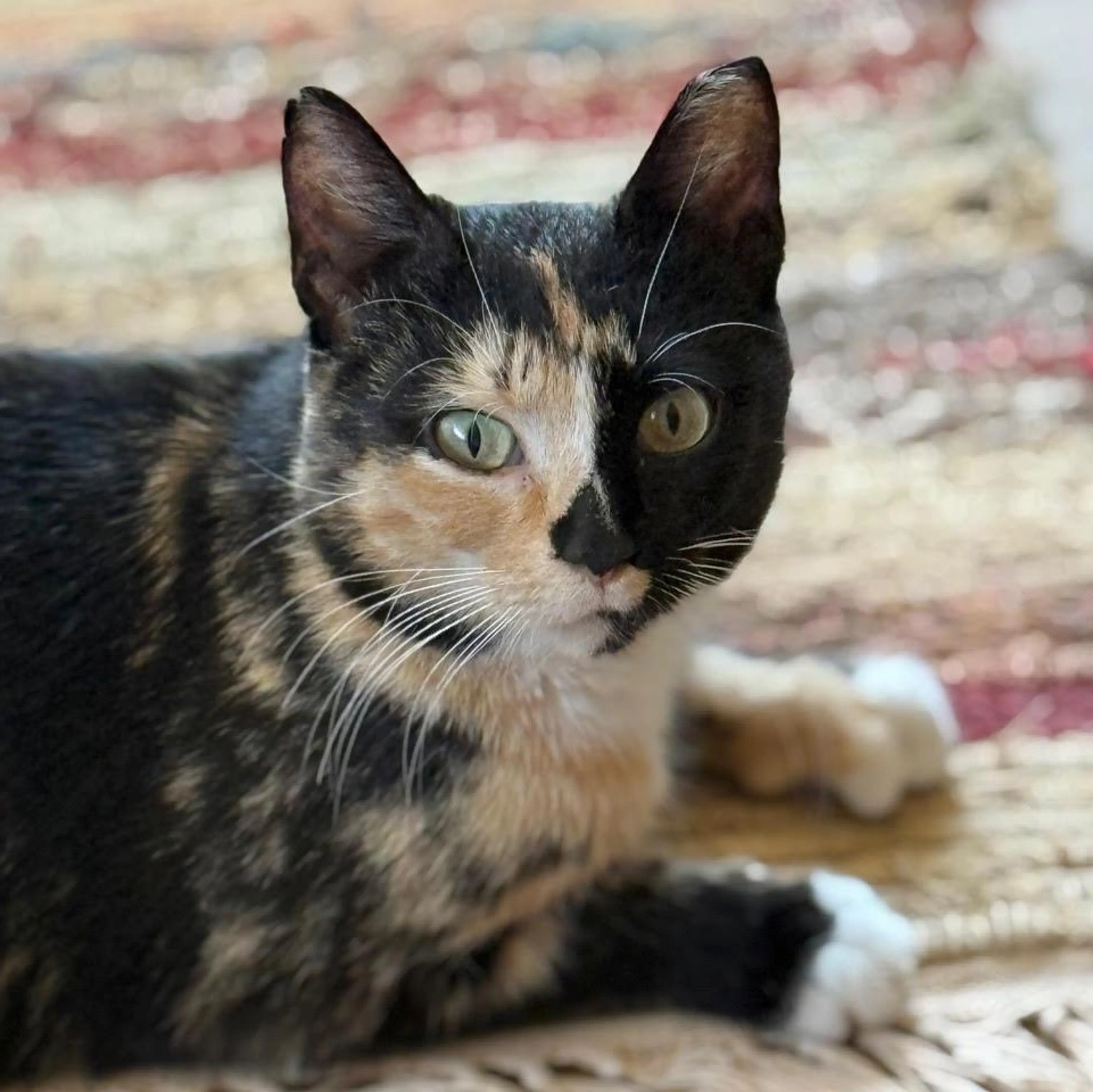Found pet-5