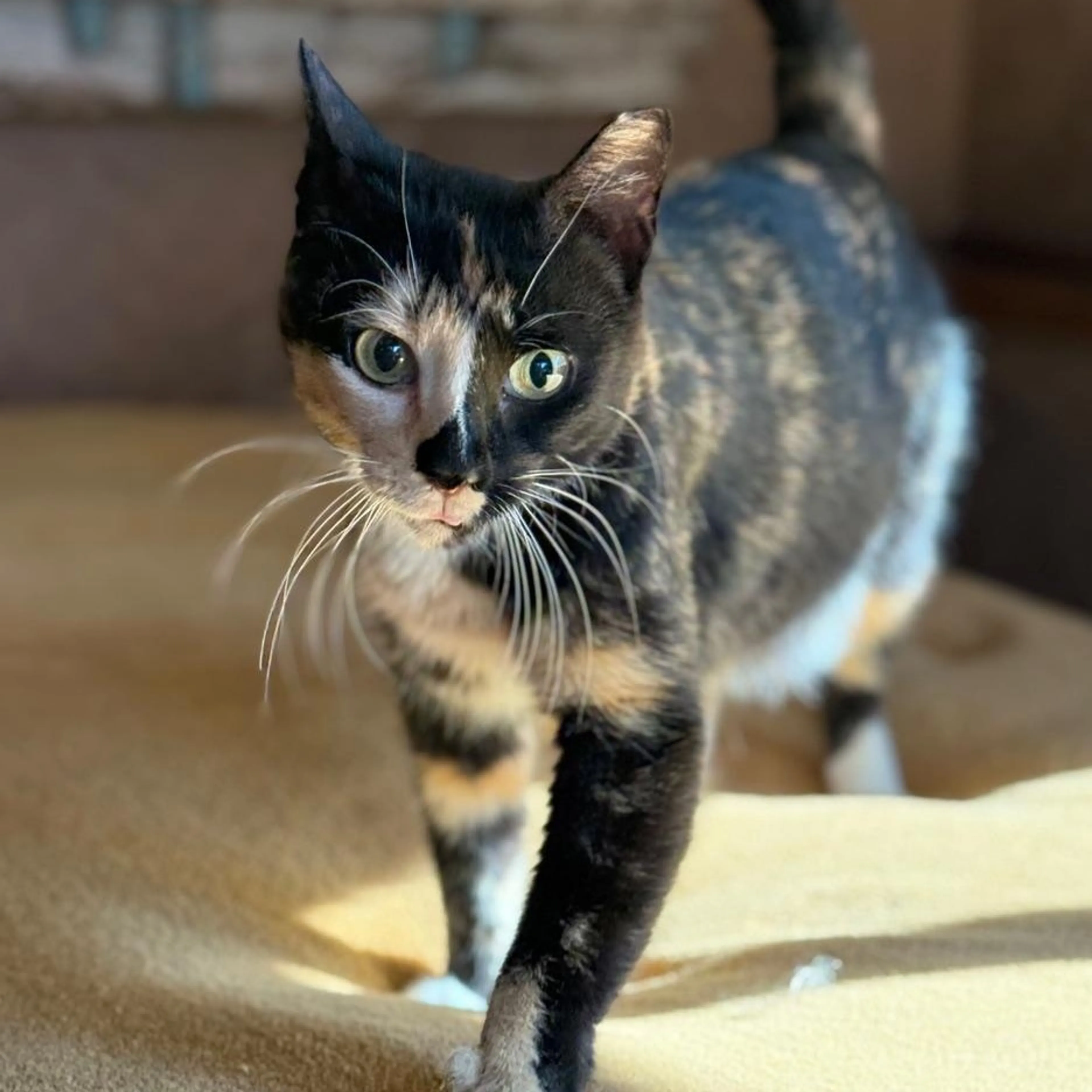 Found pet-4