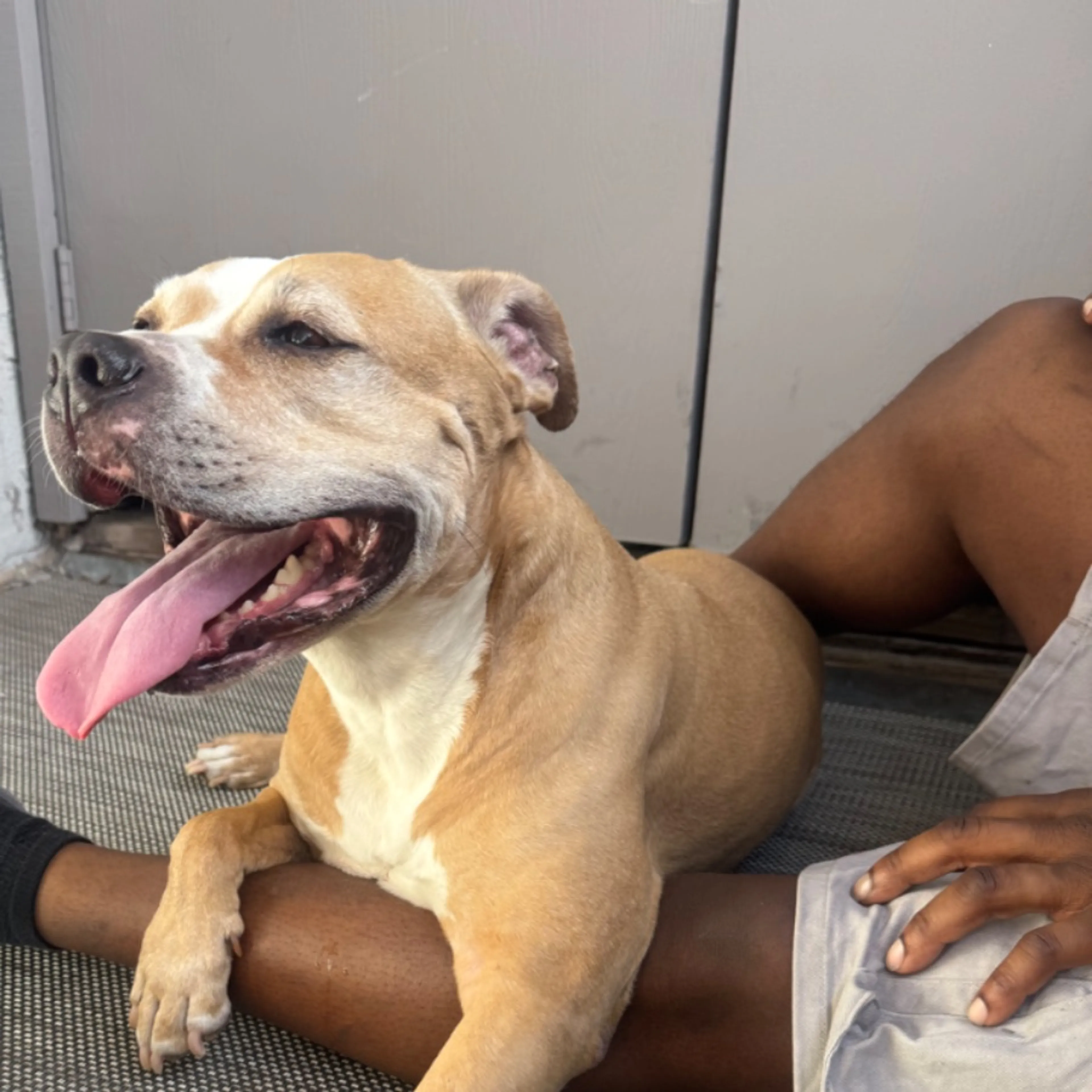 Lost pet