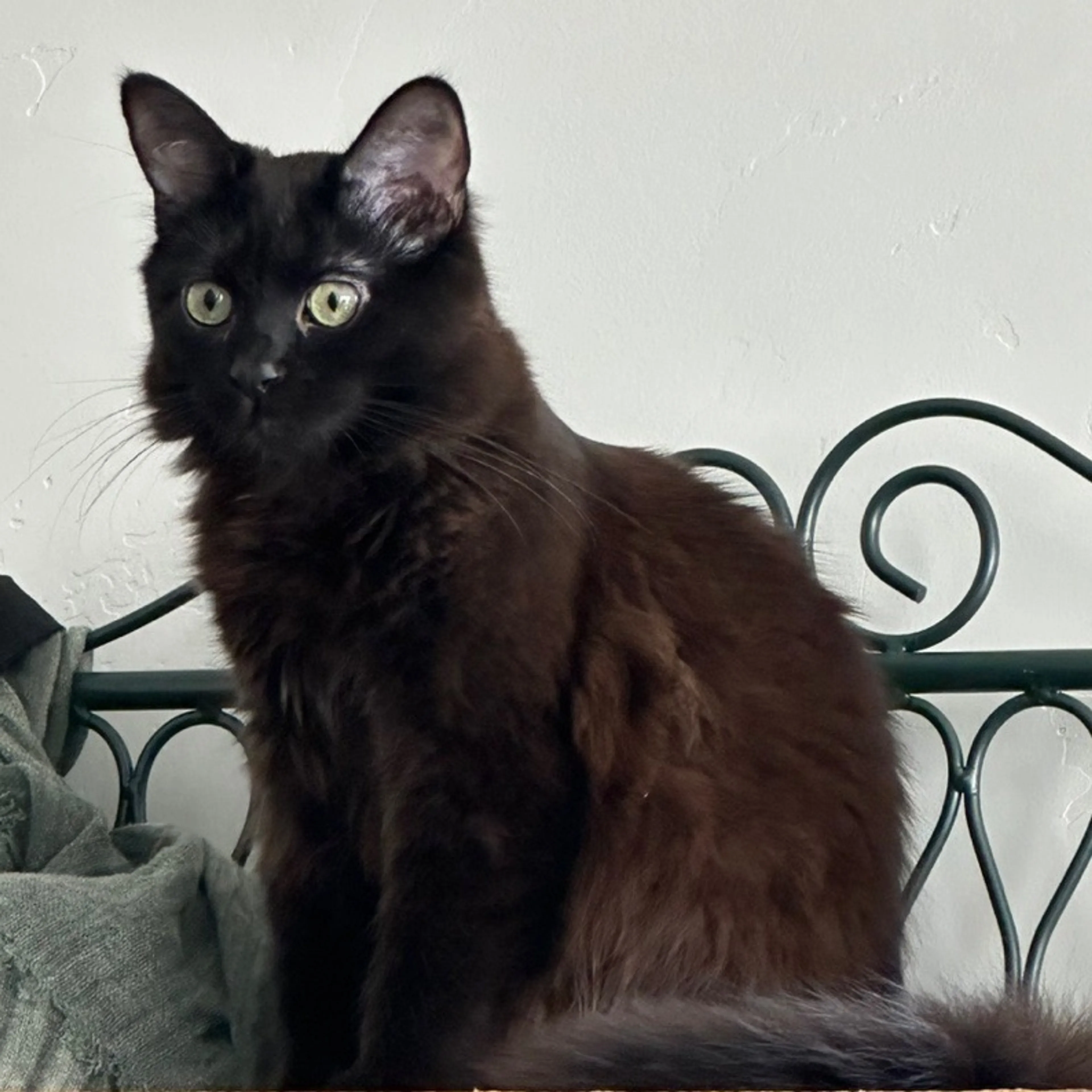 Lost pet