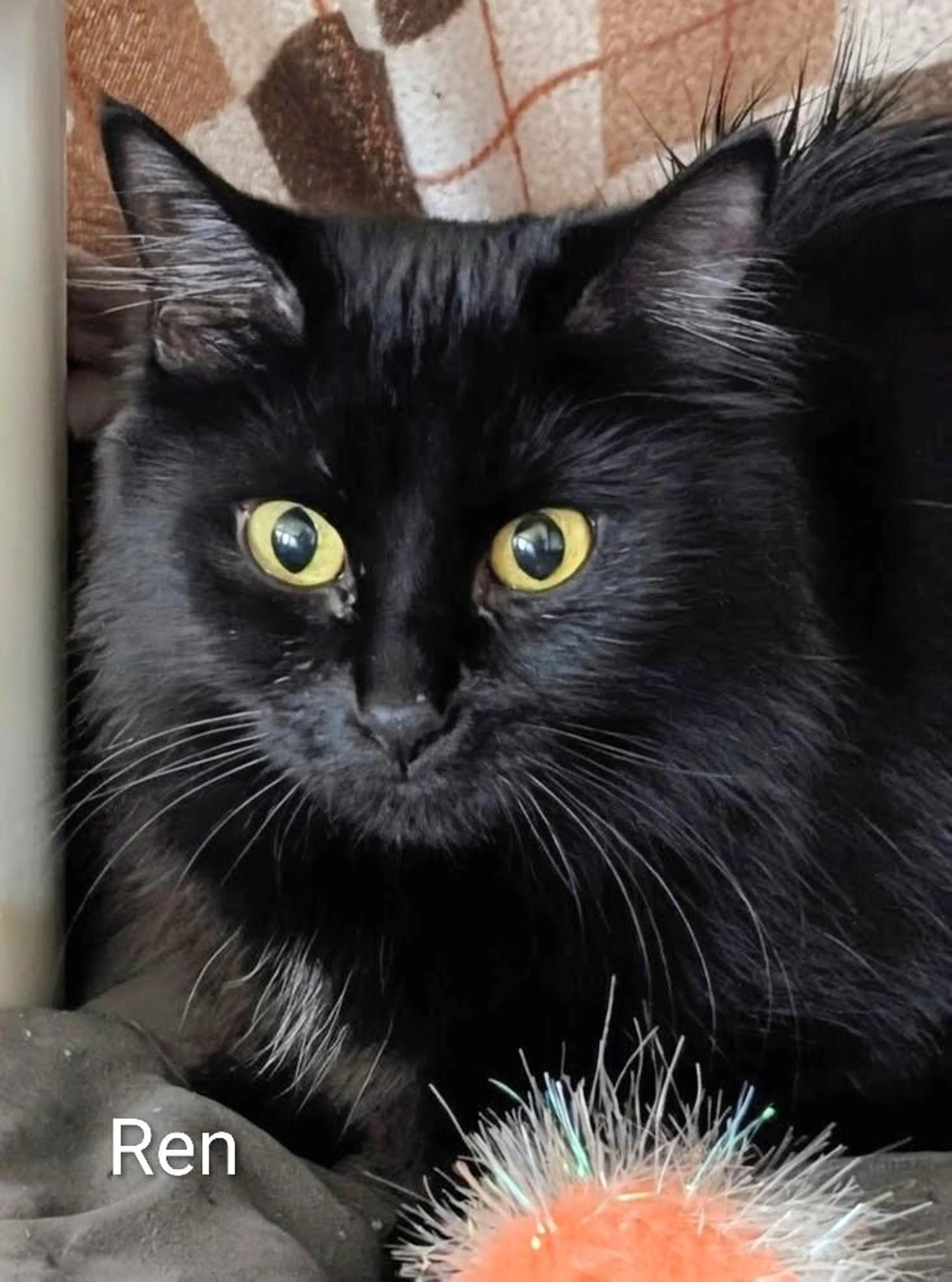 Found pet