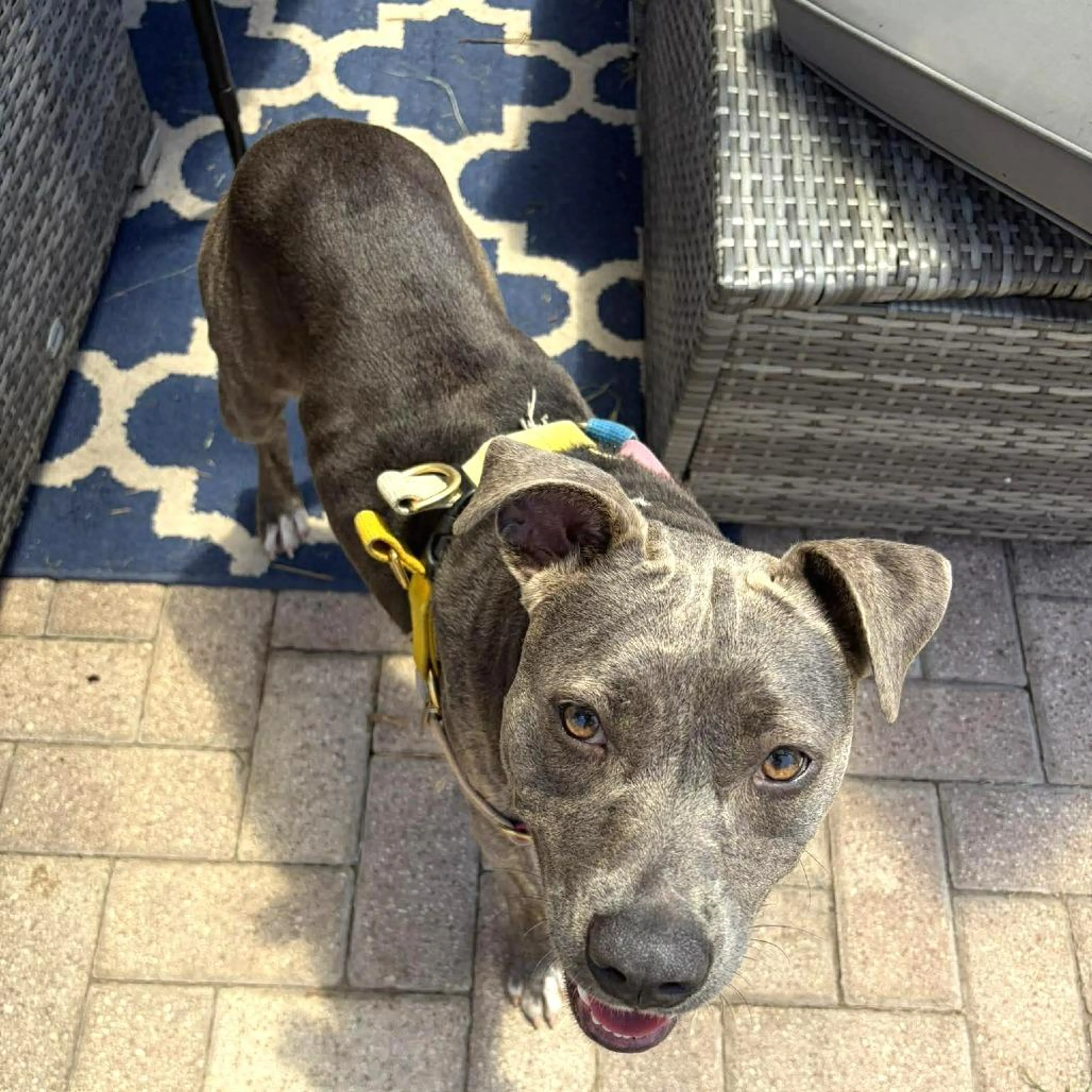 Found pet-2