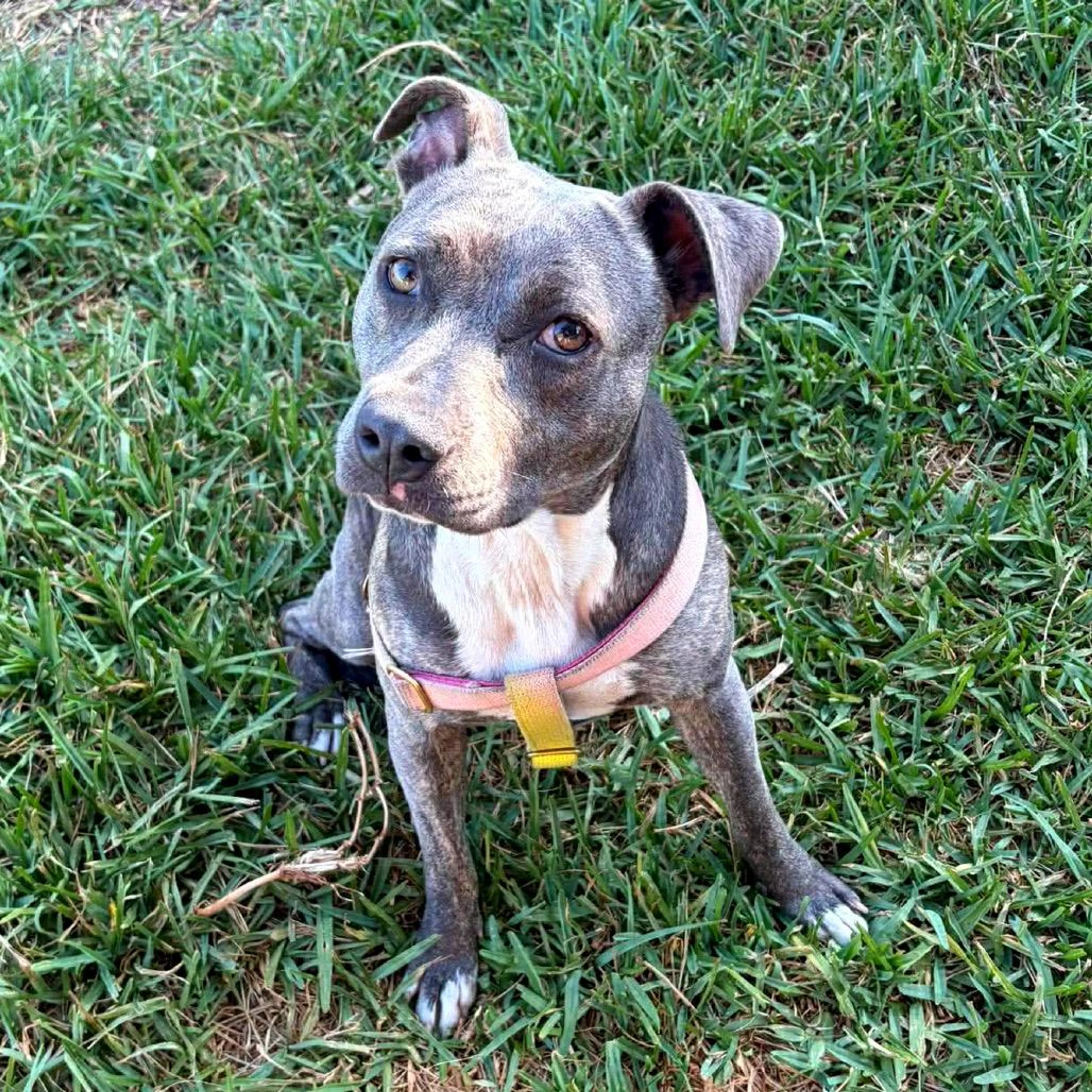 Found pet-1