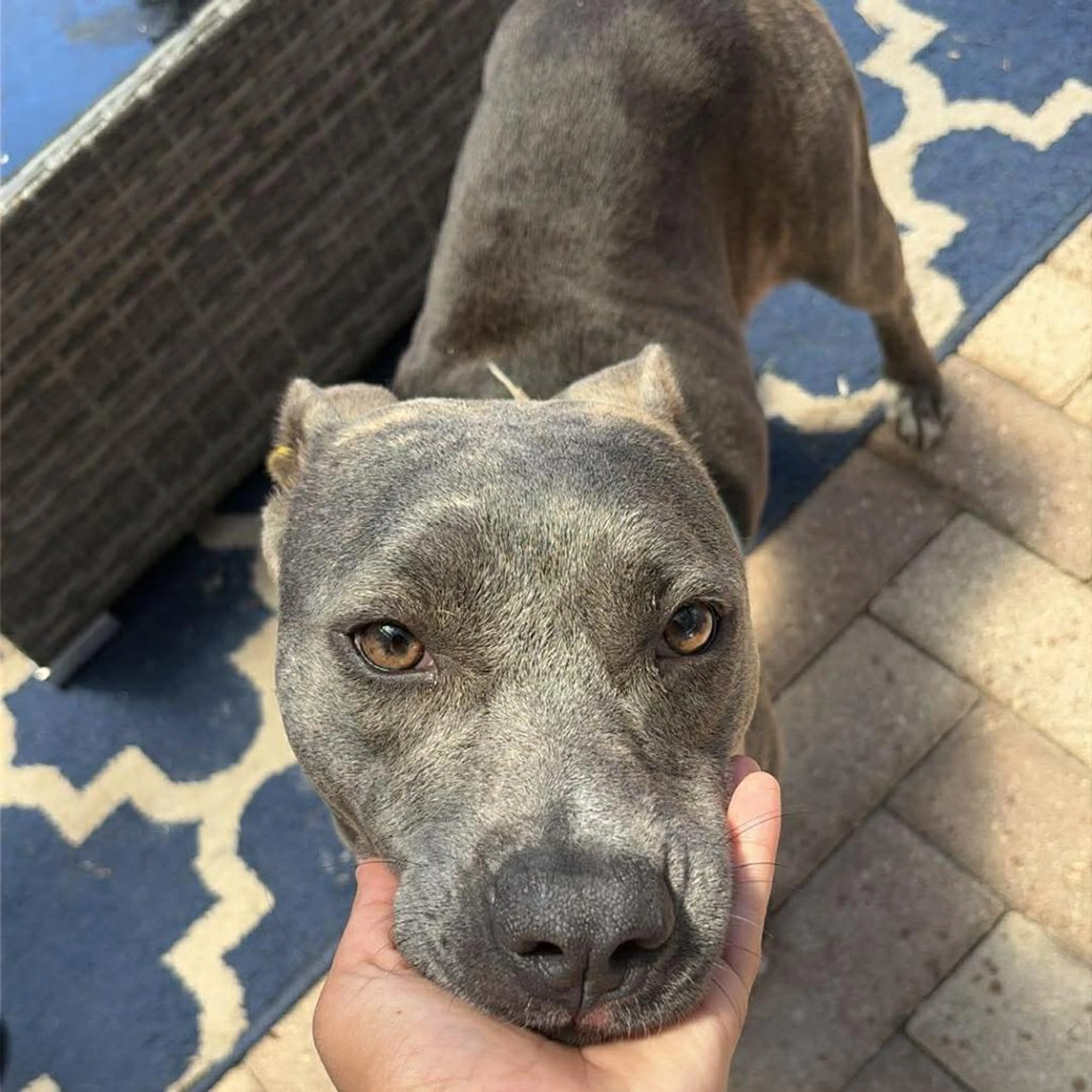 Found pet-3