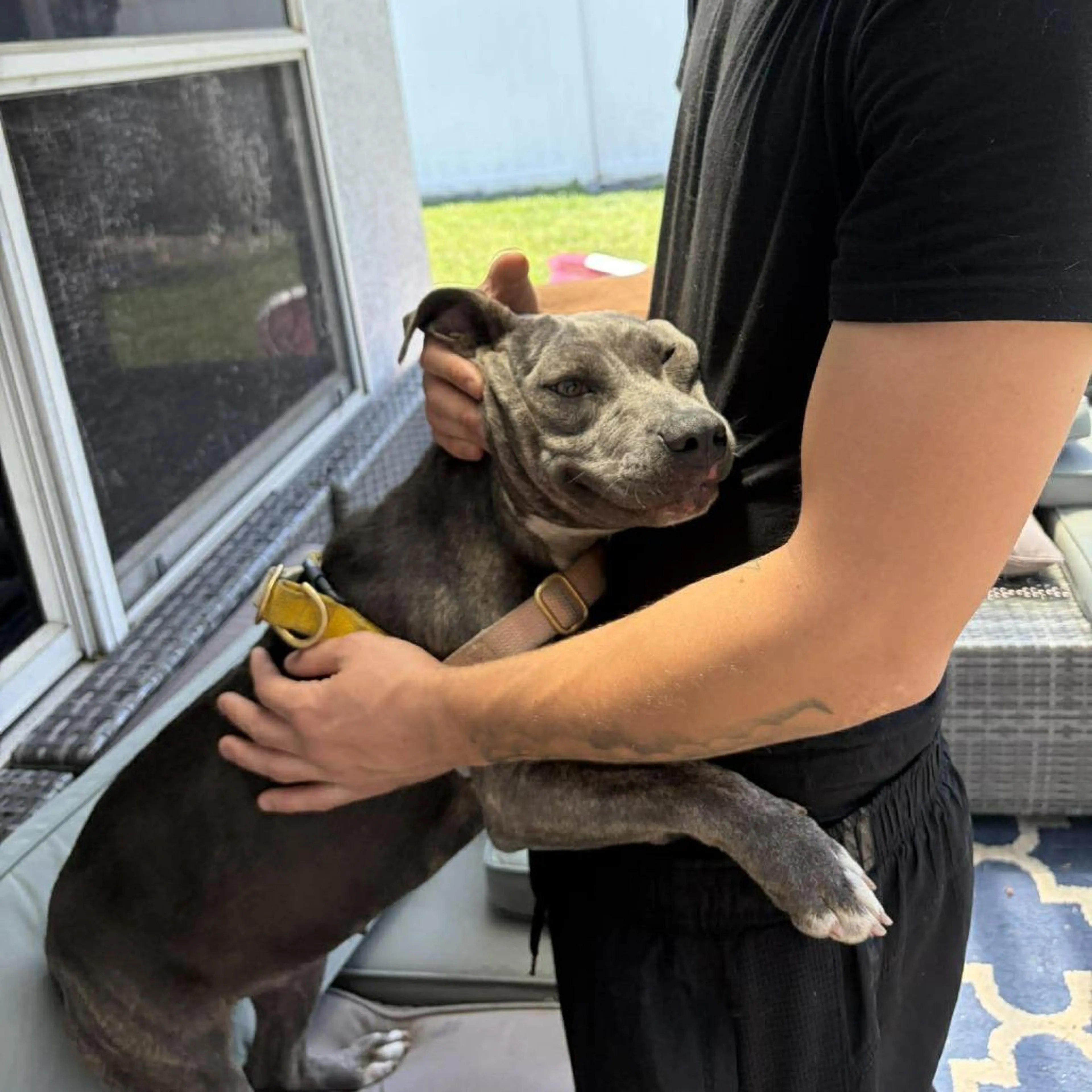 Found pet-5