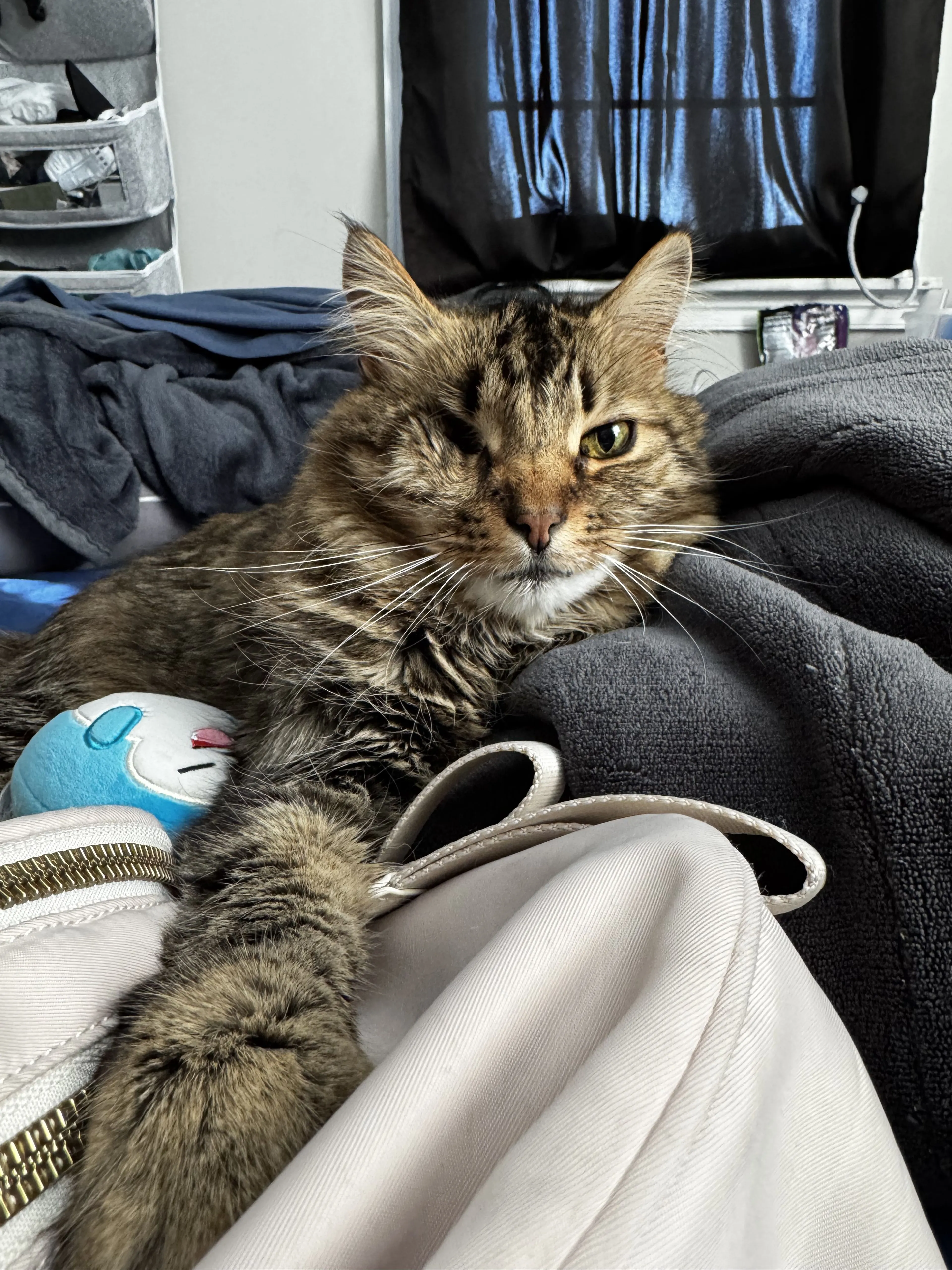 Lost pet
