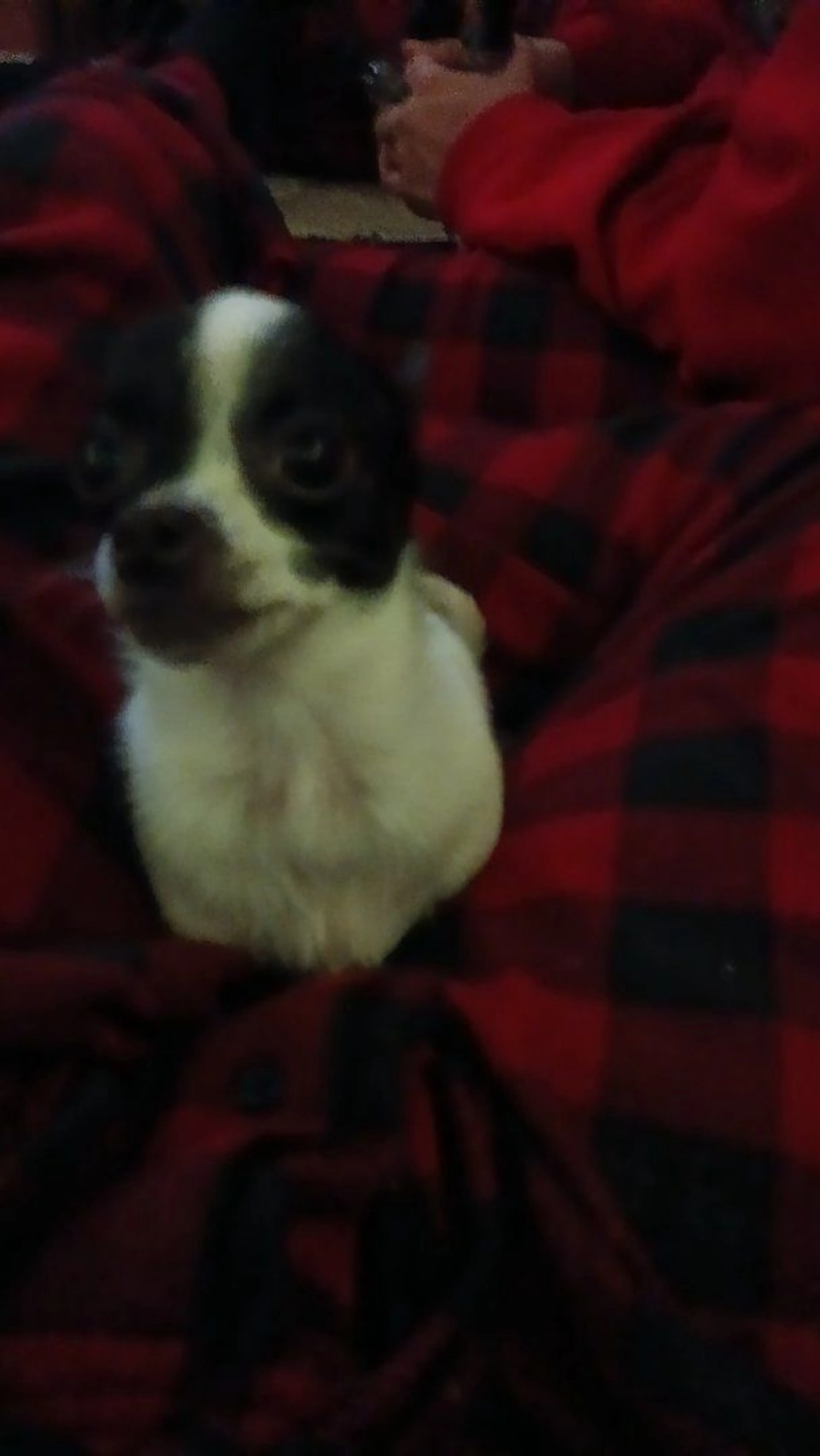 Lost pet-3