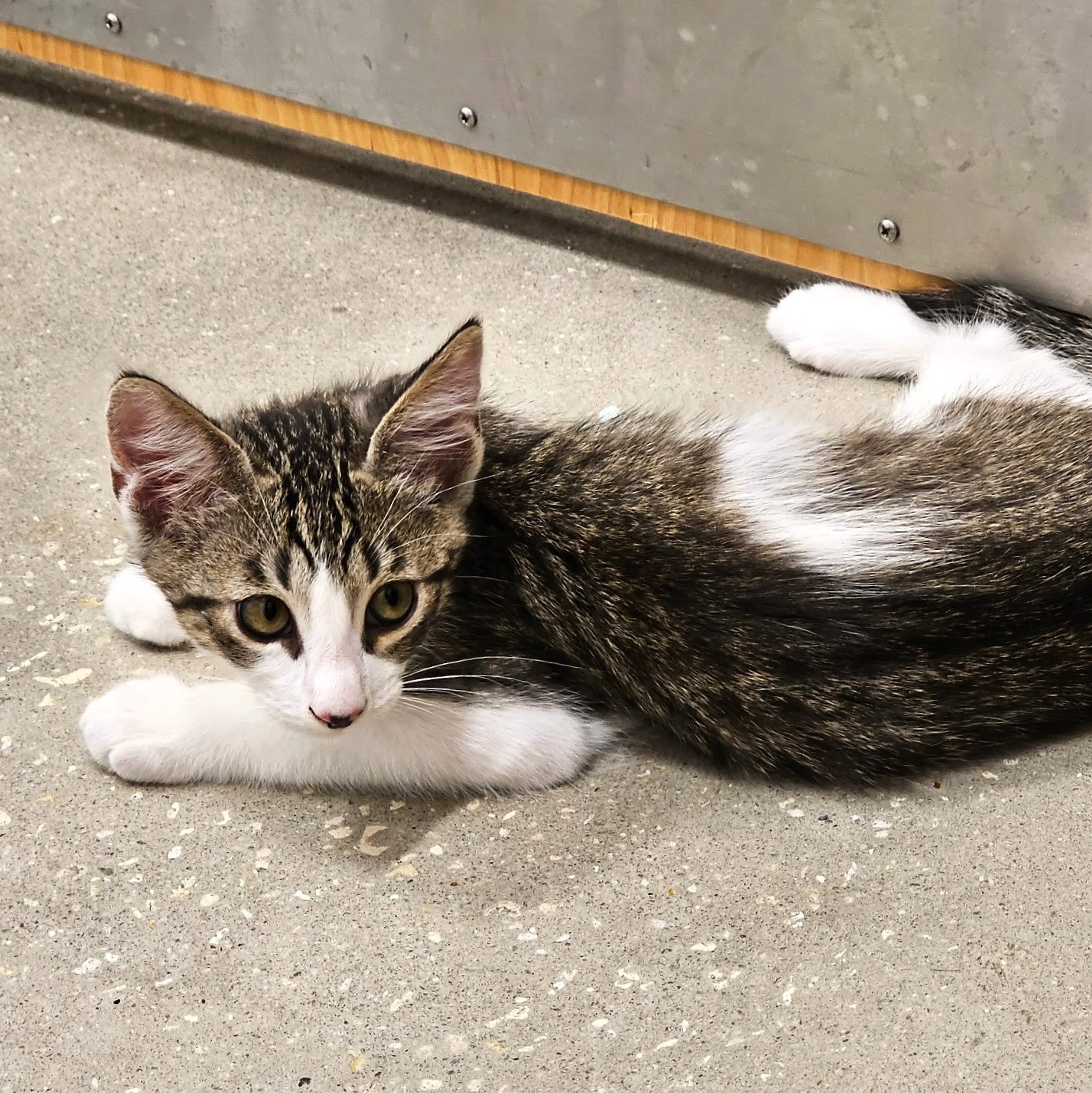 Found pet-2