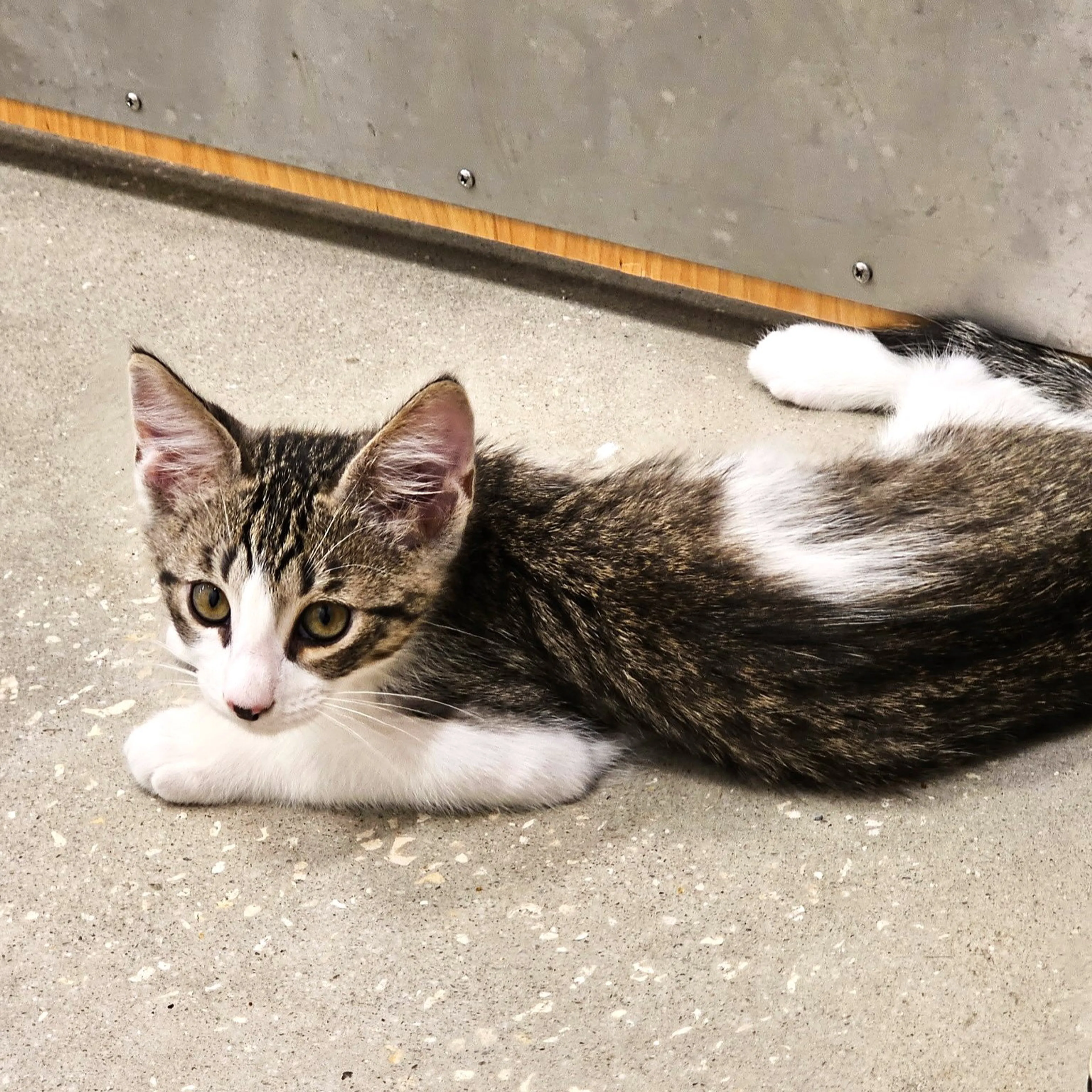 Found pet-0