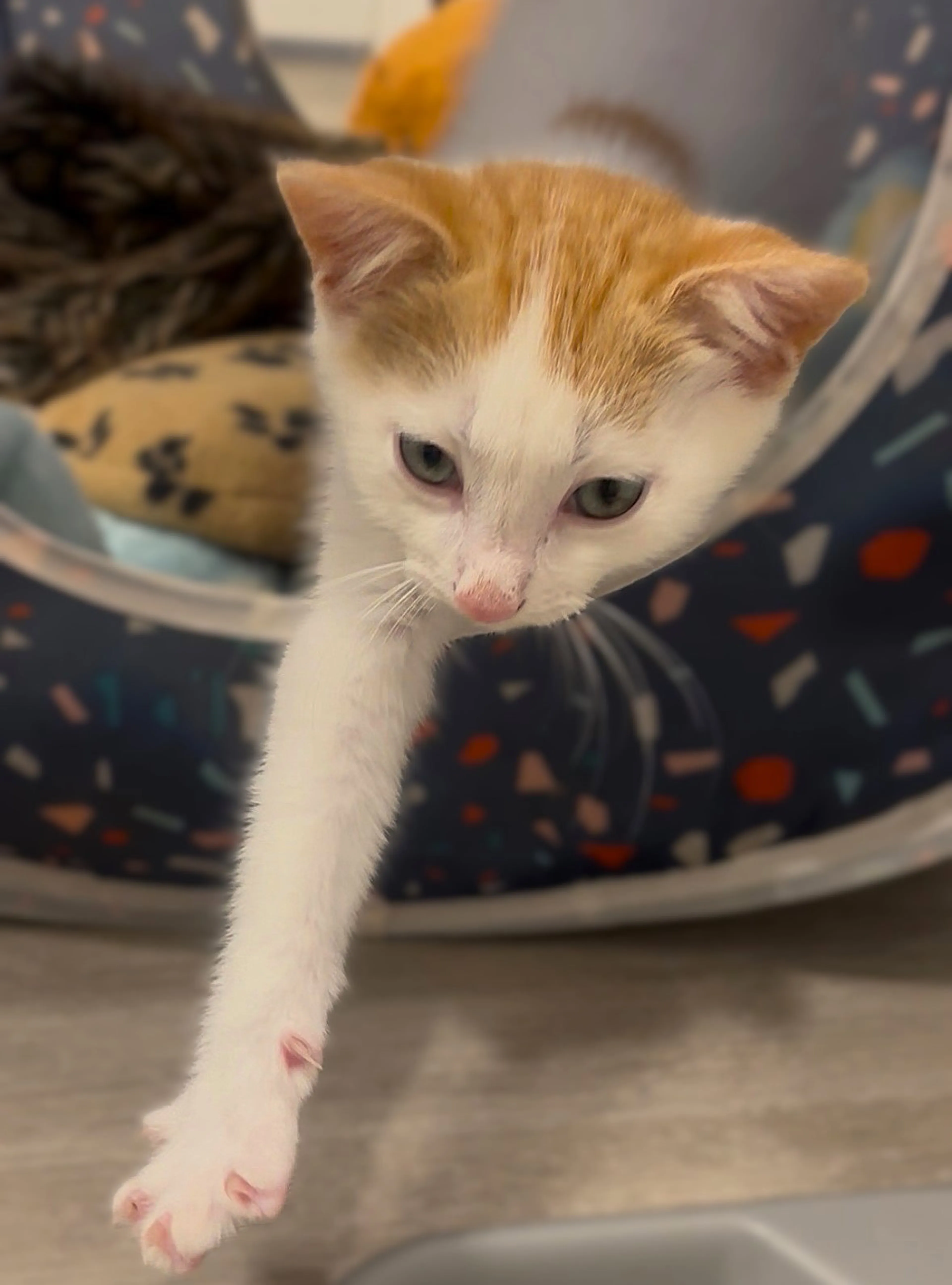 Found pet