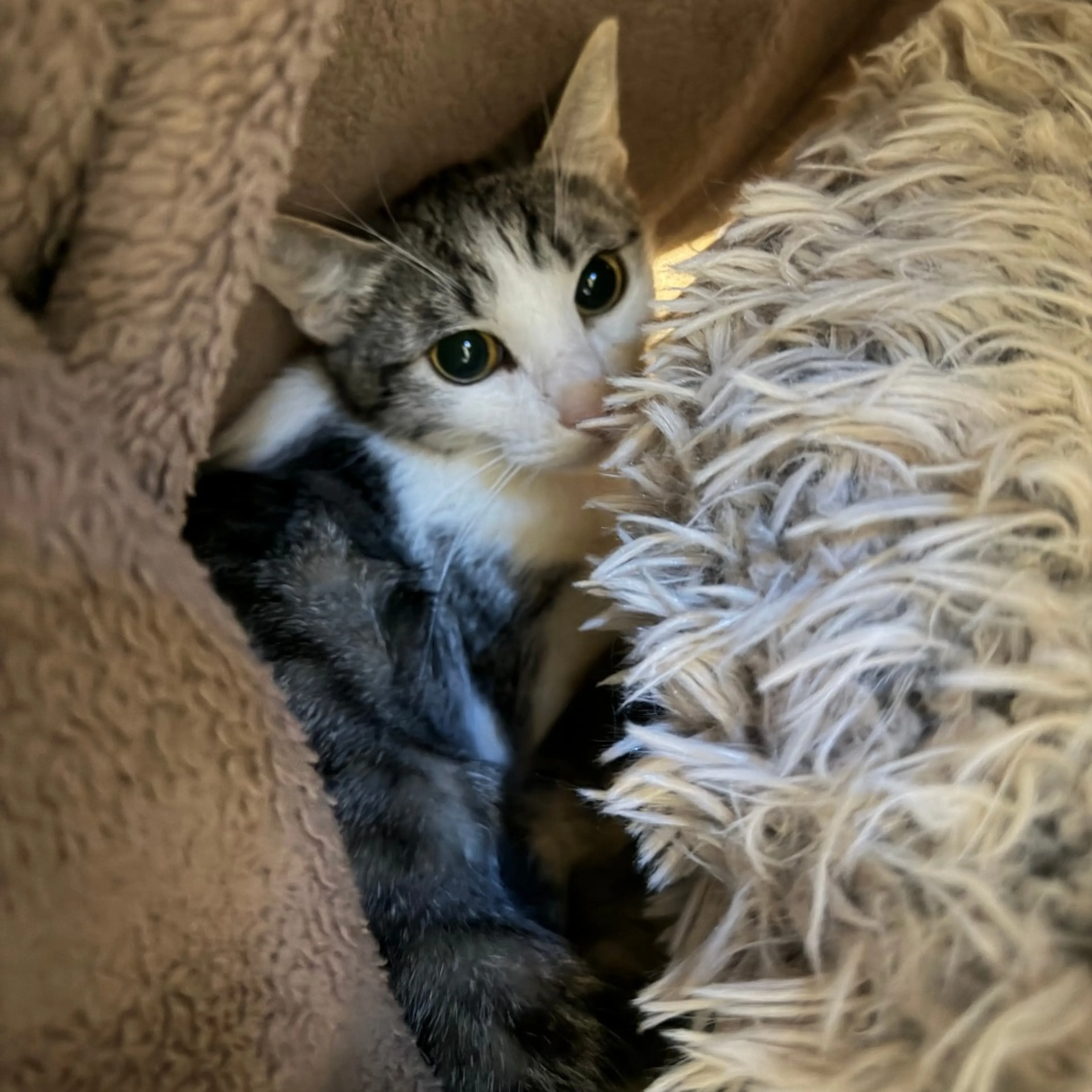 Found pet