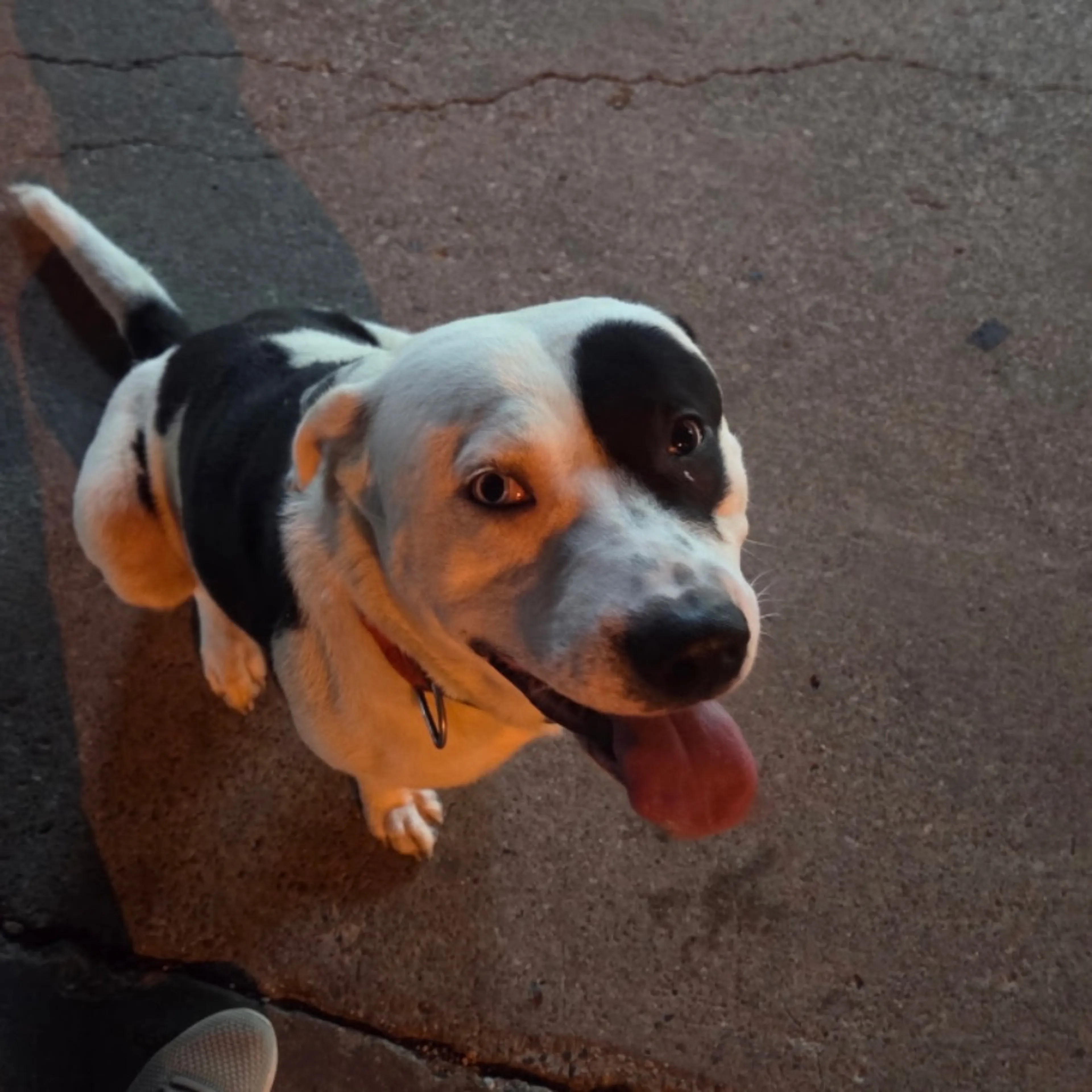 Found pet
