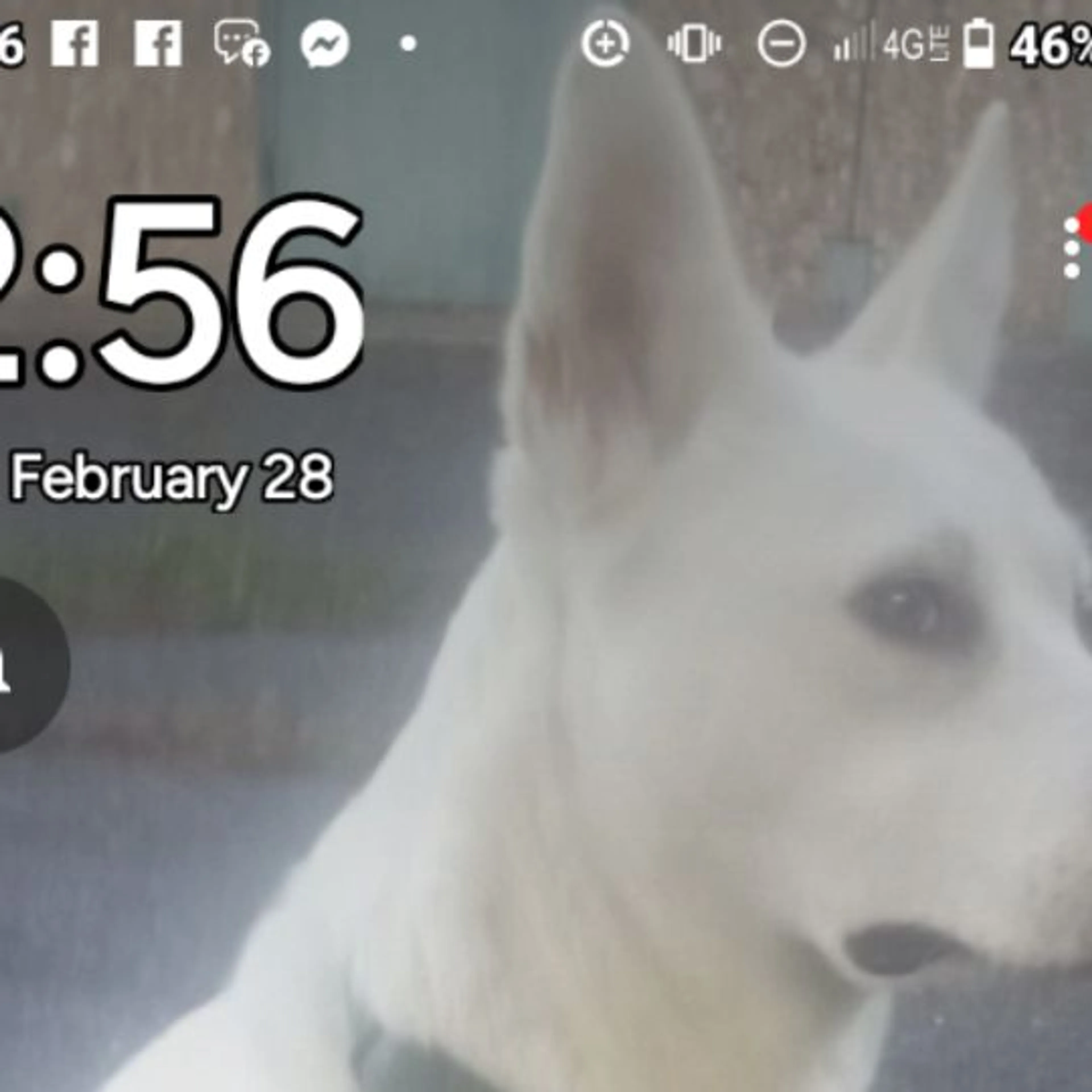 Lost pet