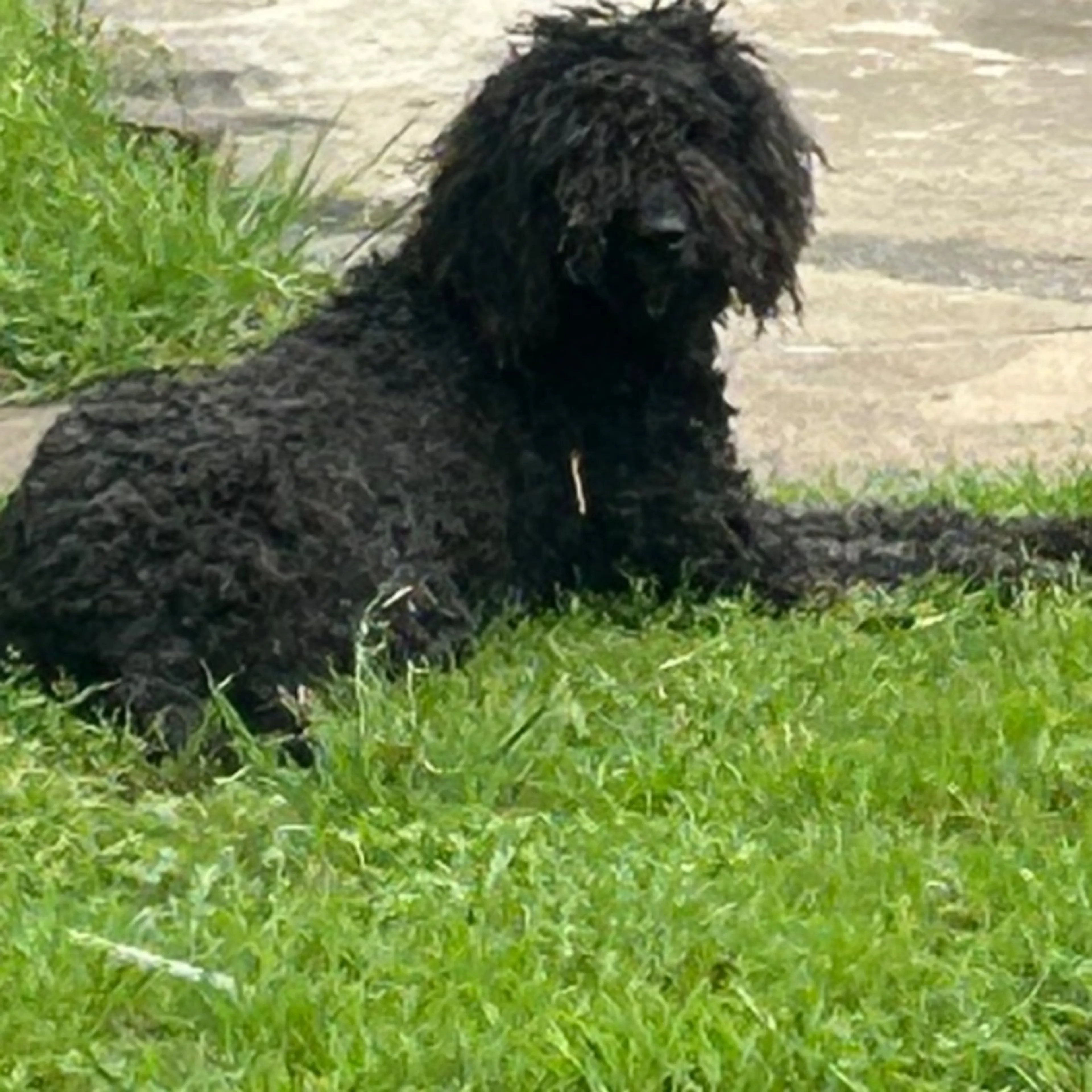 Found pet