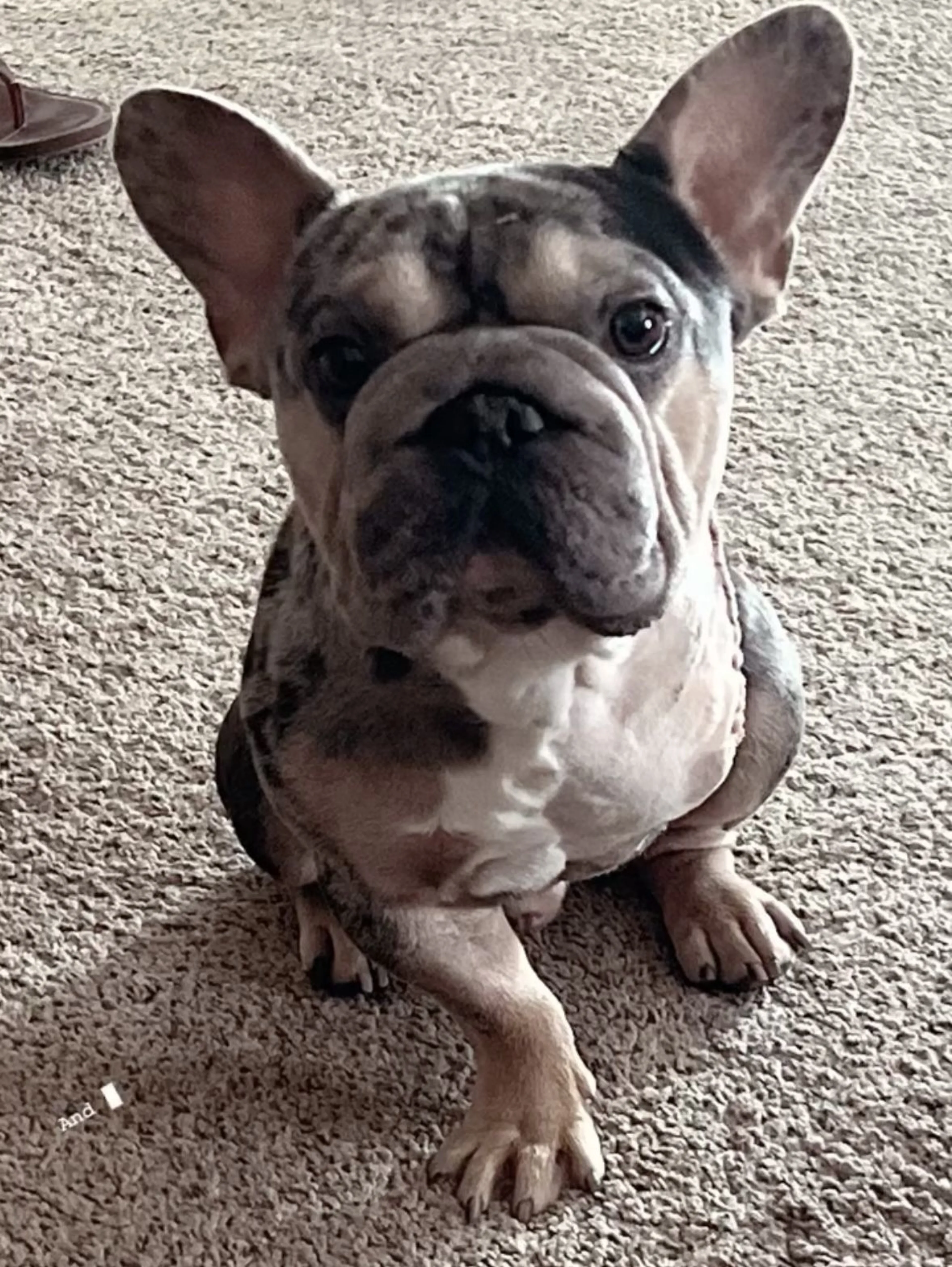 Lost pet