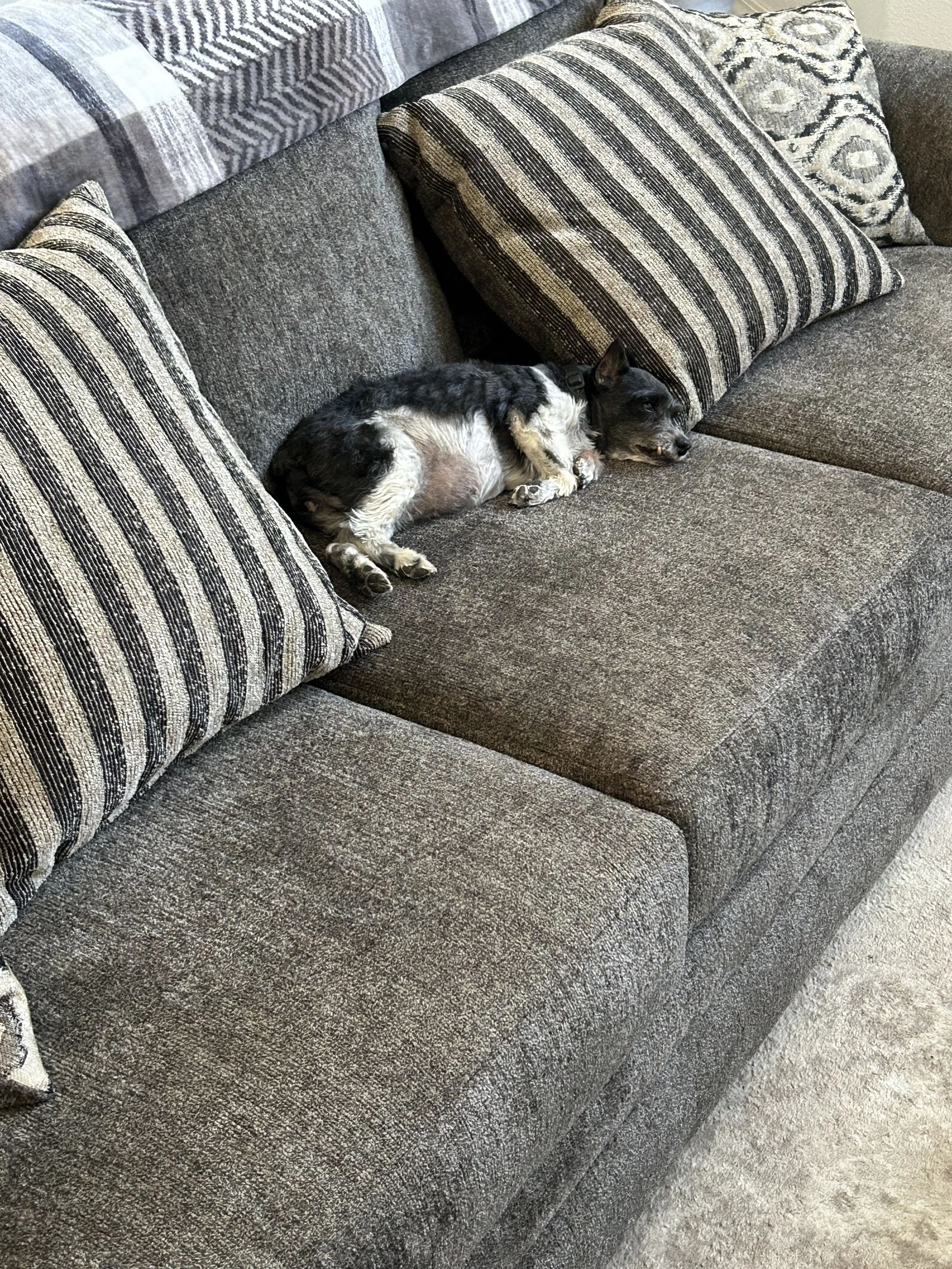 Lost pet-0