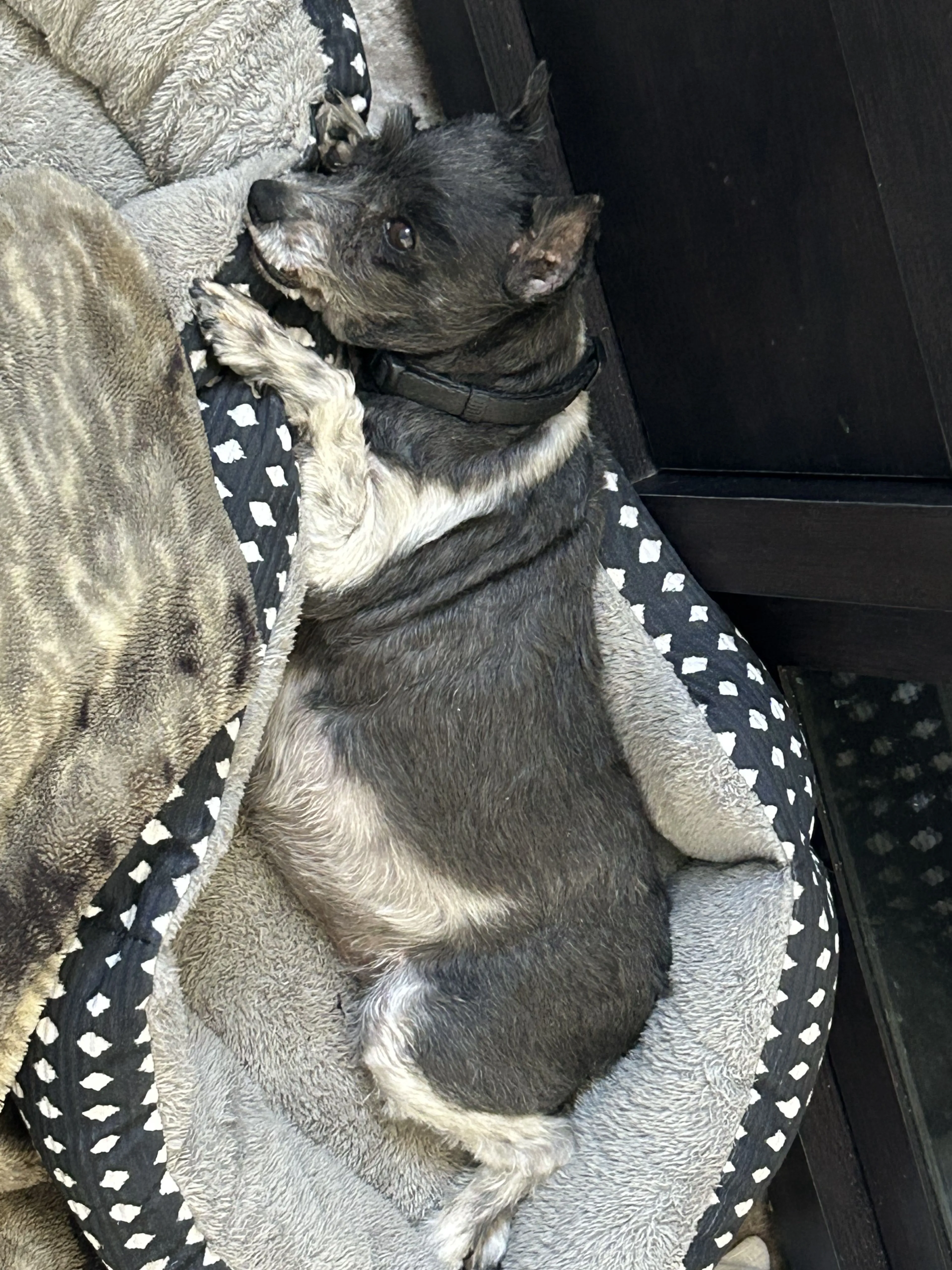 Lost pet-2