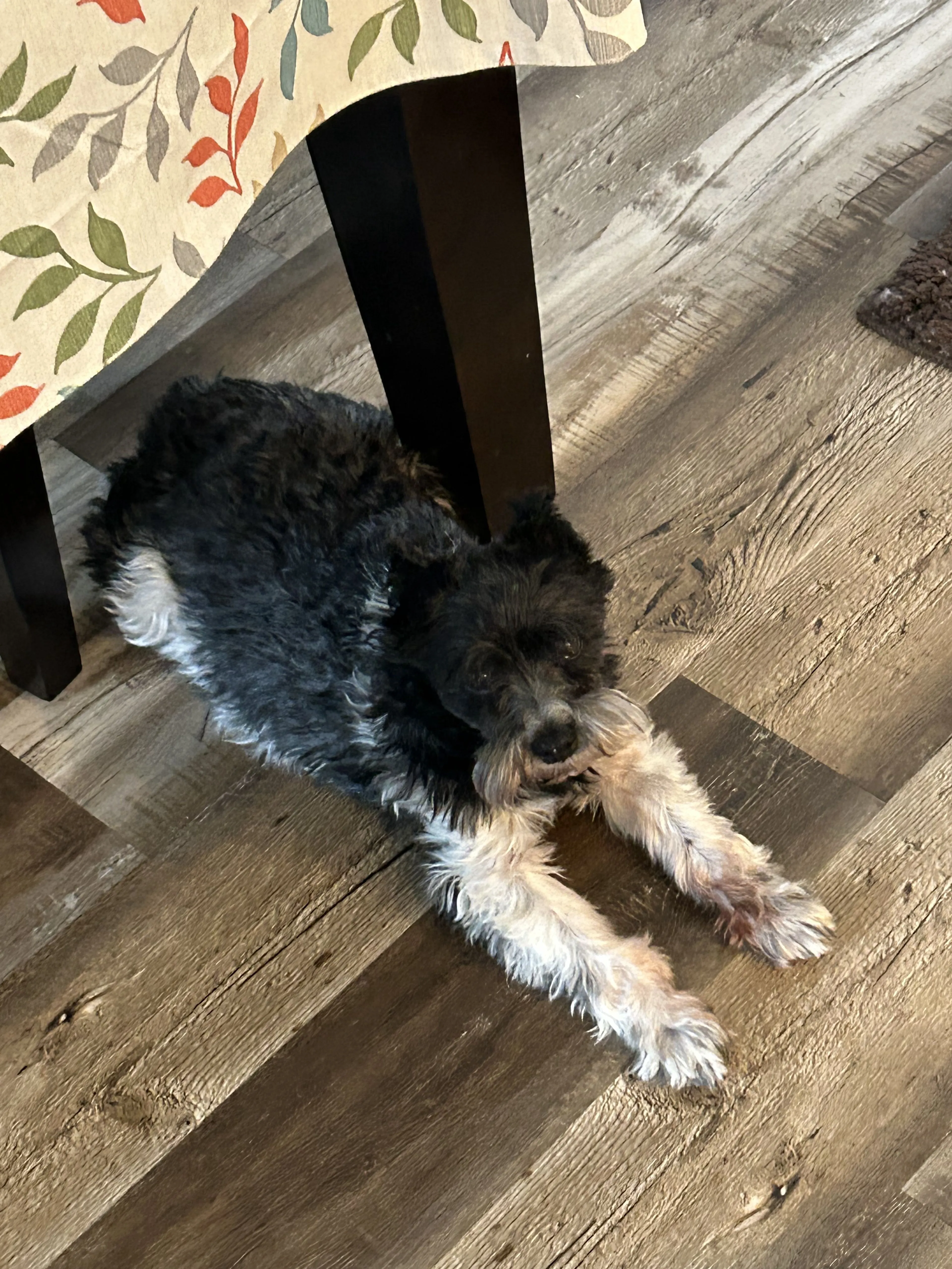 Lost pet-1